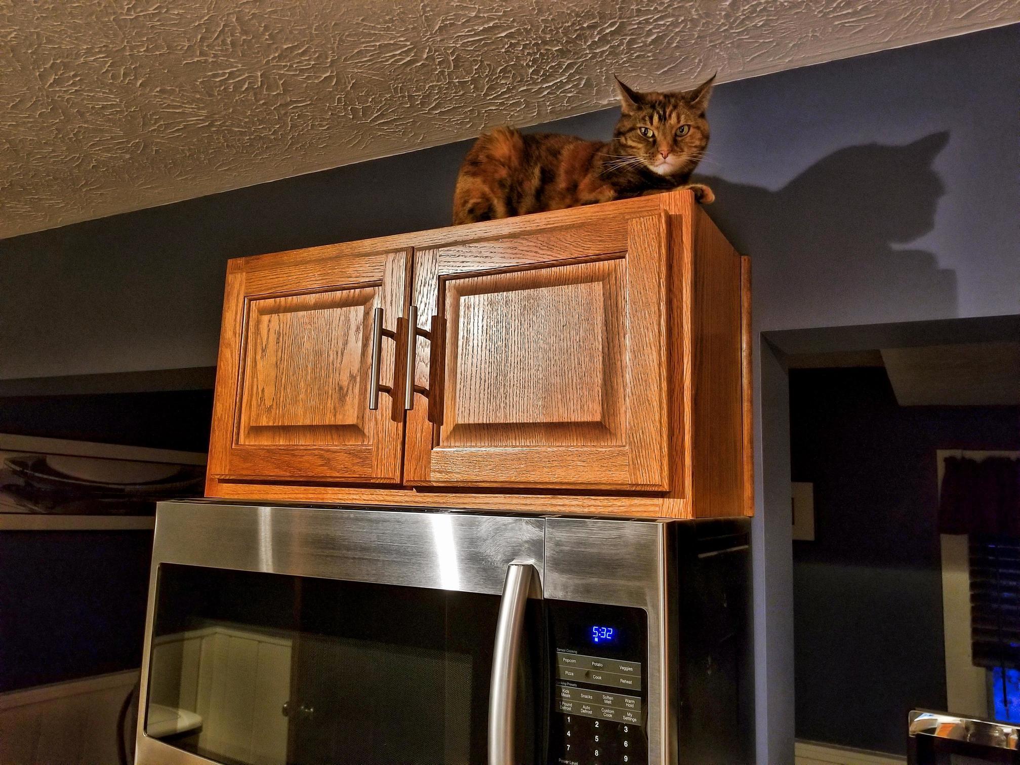 Sometimes the Only Way I Know Shes Up There Is When I Hear the Thud from When She Jumps Down