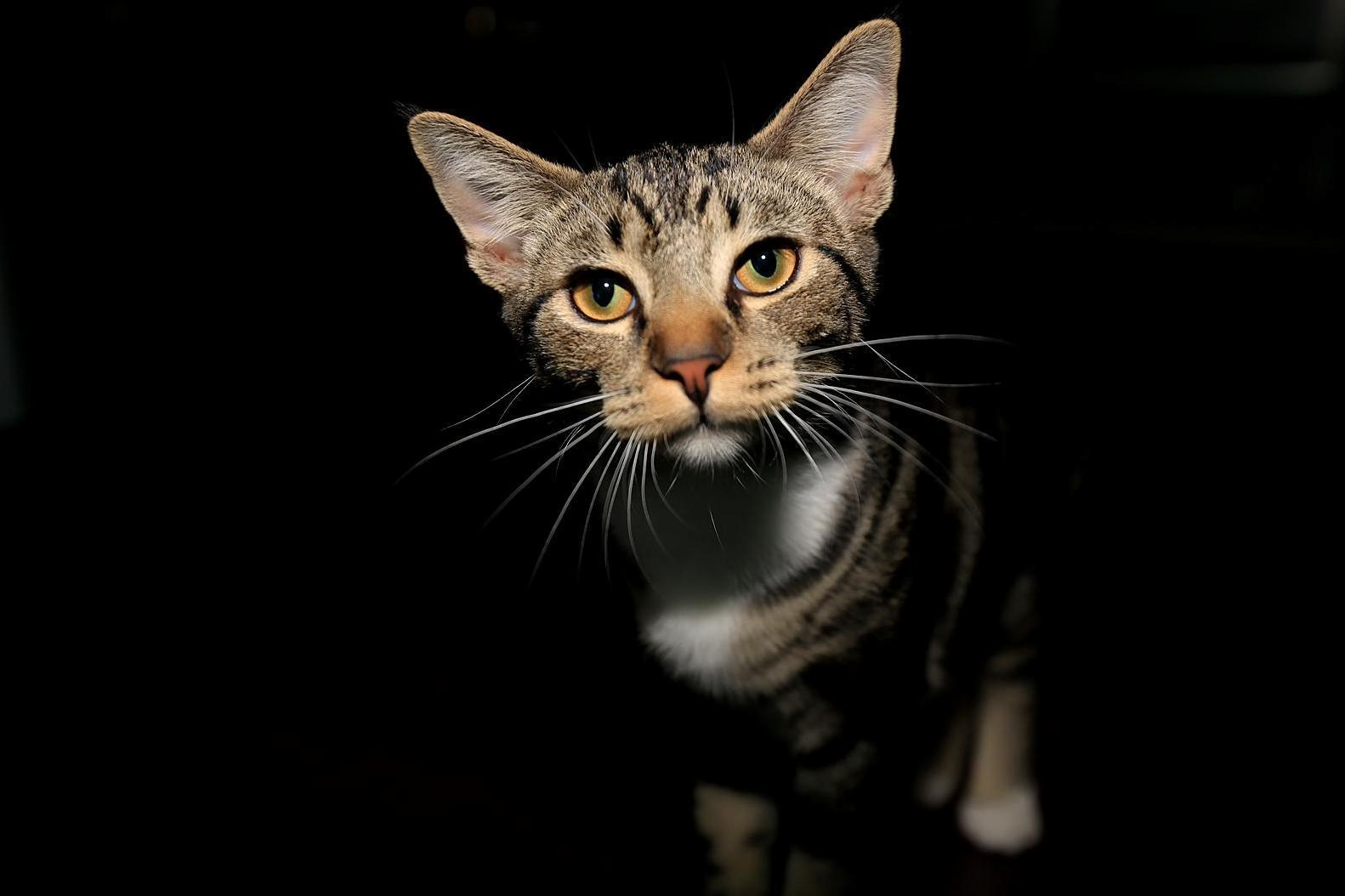 Spike aka Sparky at 6 Months (Hes 8 Months Old Now, As Is His Sister Grace - Both Rescues)