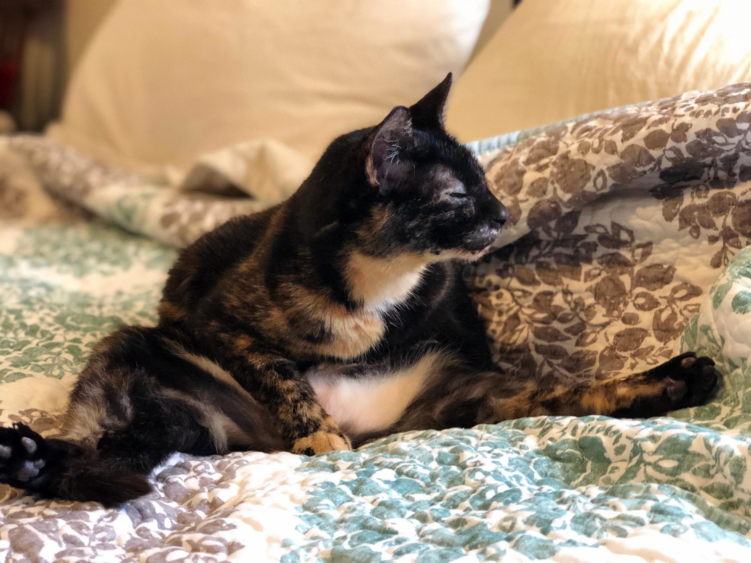 Spread Eagle