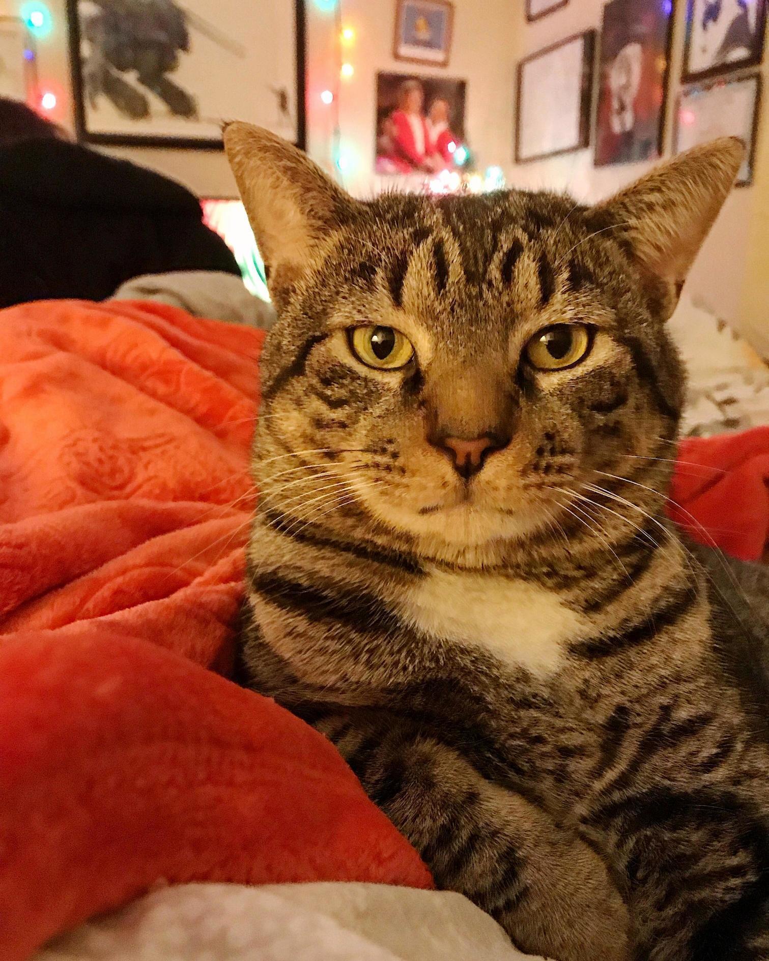 Stuck on Best Rest. Dr. Hugo Is on Call.