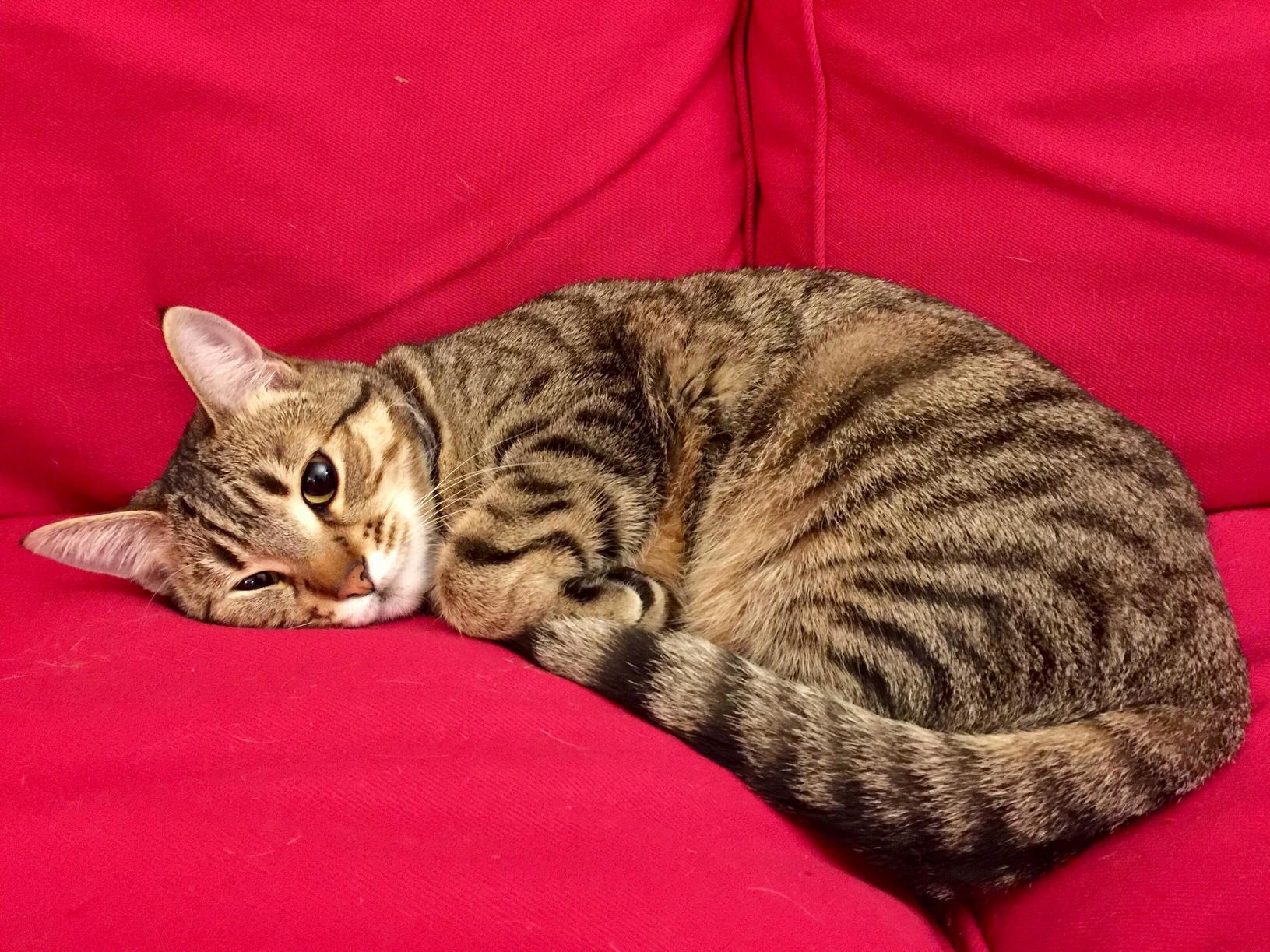 Such a Sweet Face