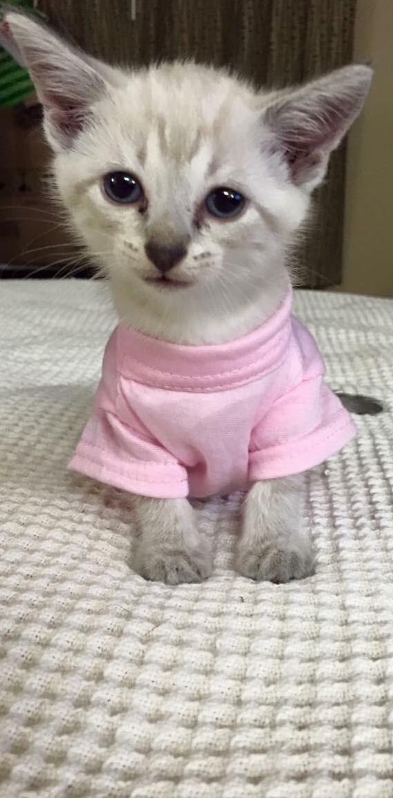 Tbt 3-years Ago We Found This Beautiful Girl Trapped in a Drain Pipe Outside a Grocery Store.