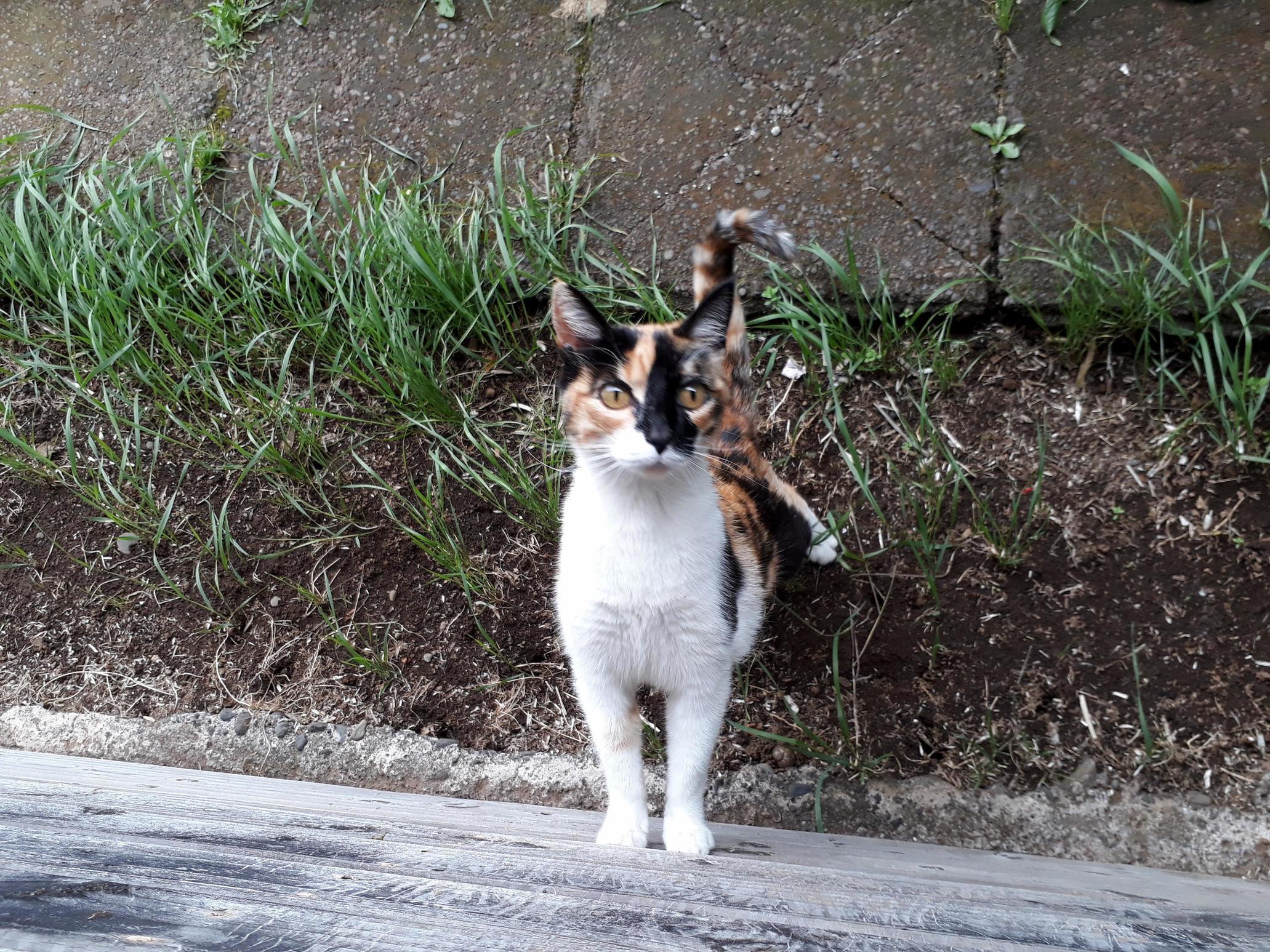The Best Part of Visiting My Parents Is Getting to See Her. Cotton Adelle, the Family Cat.