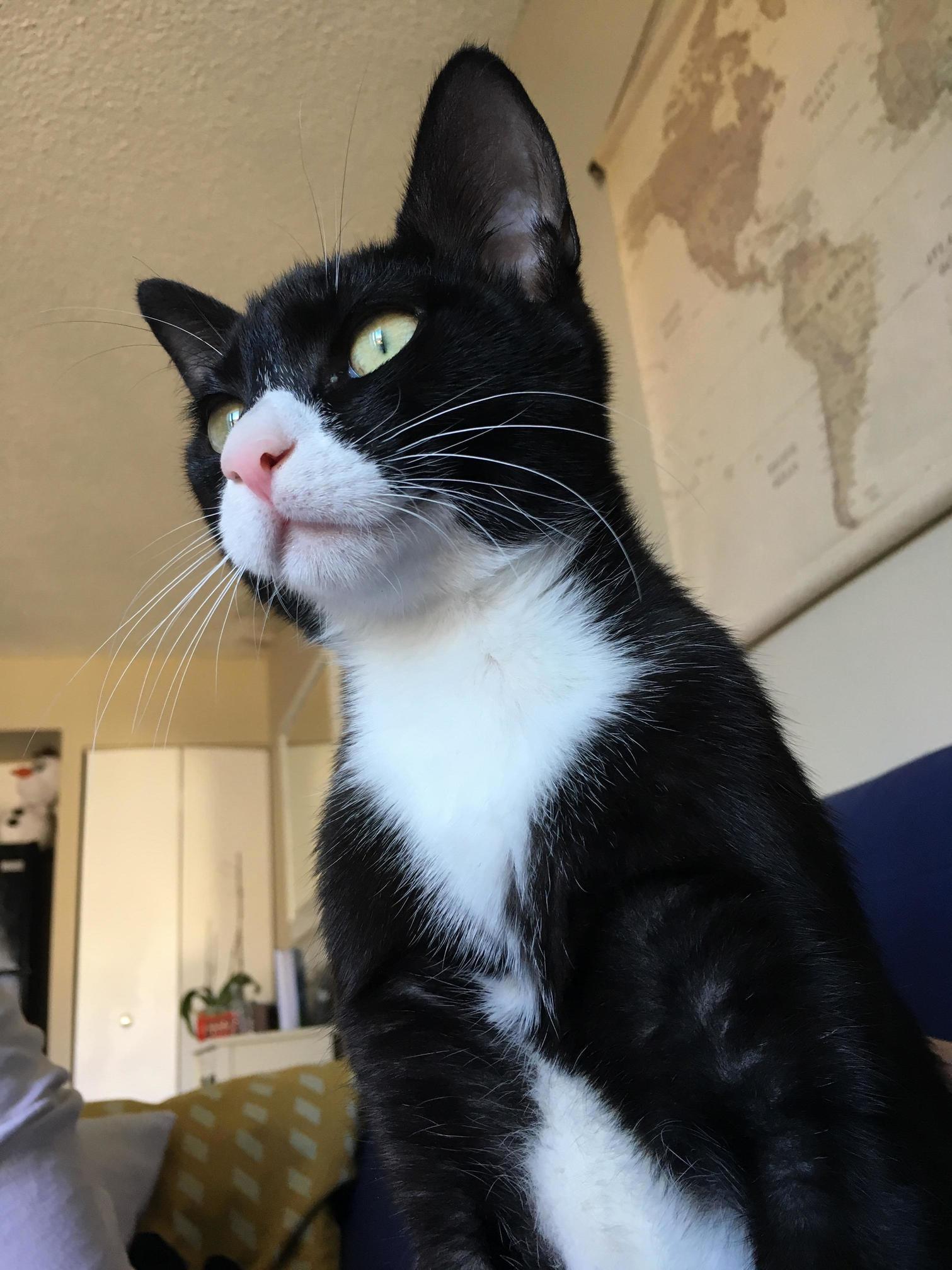 The Explorer