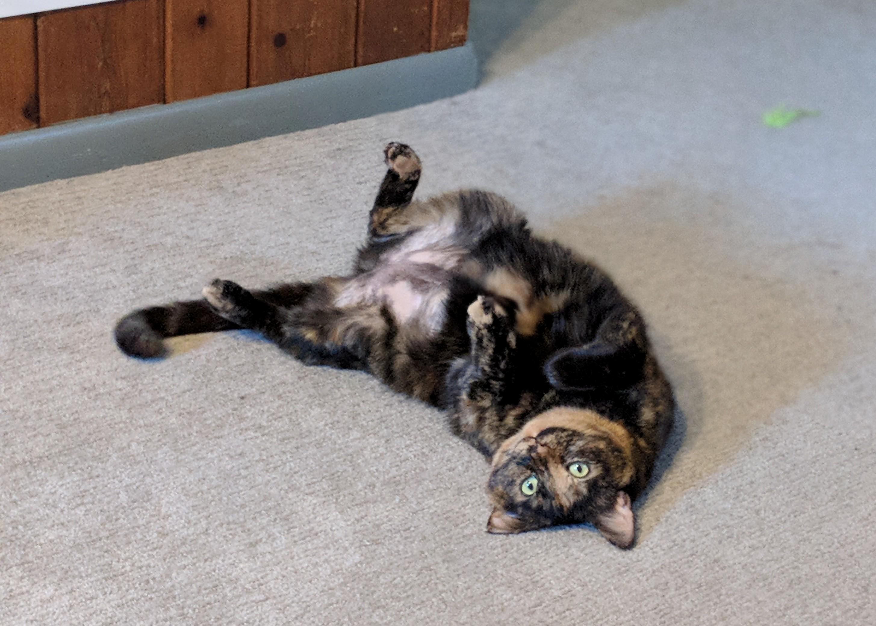 The Eyes Are Trying to Hypnotize Me Into Thinking Its Safe to Pet the Belly.