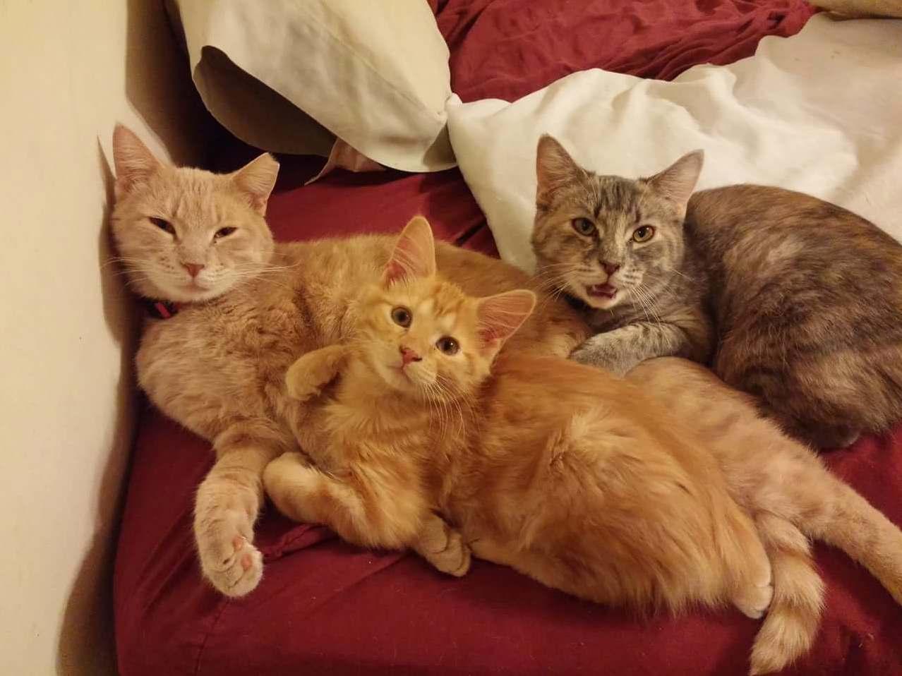 The Happiest of Families