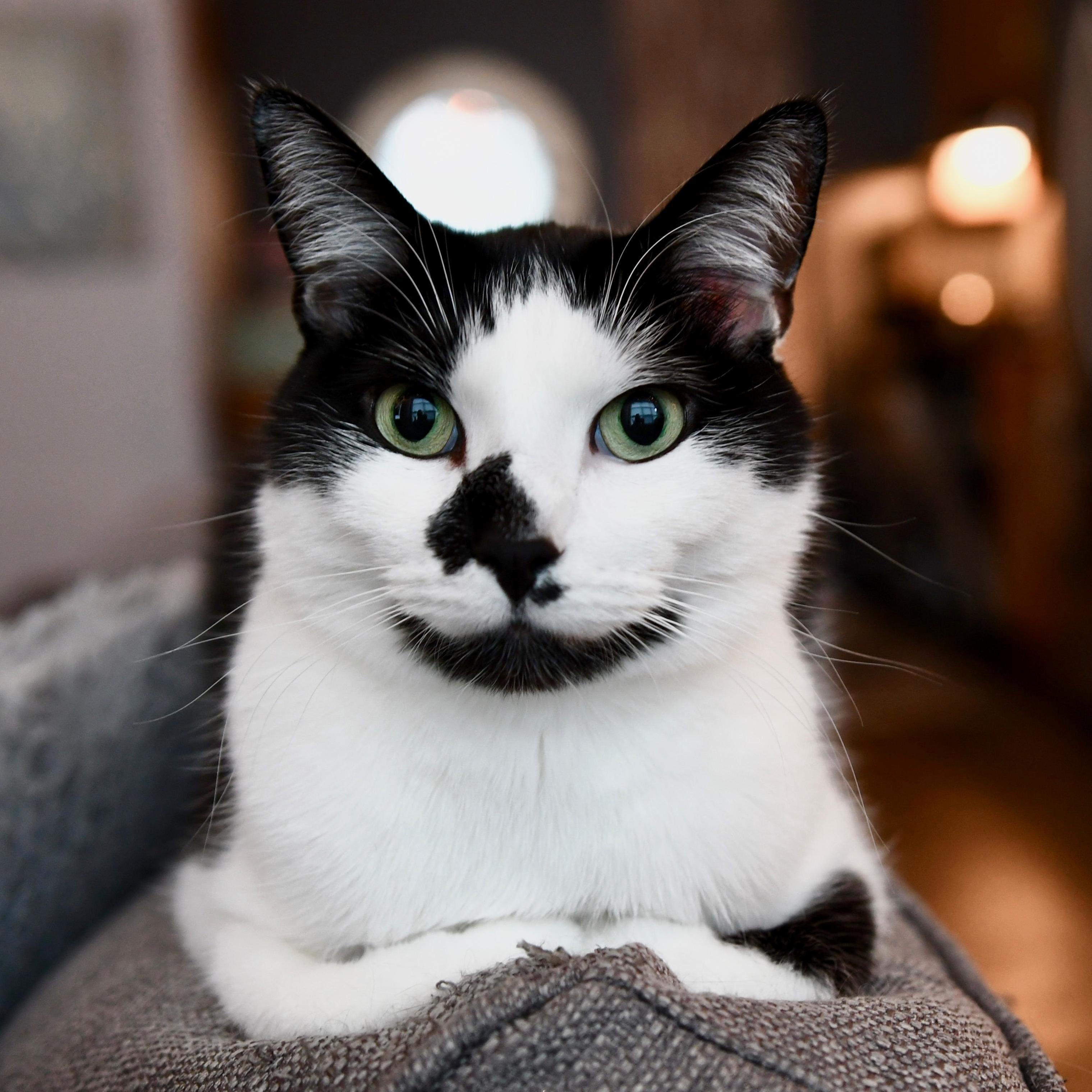 The Kitty Will See You Now. Tell Me Your Pawblems.