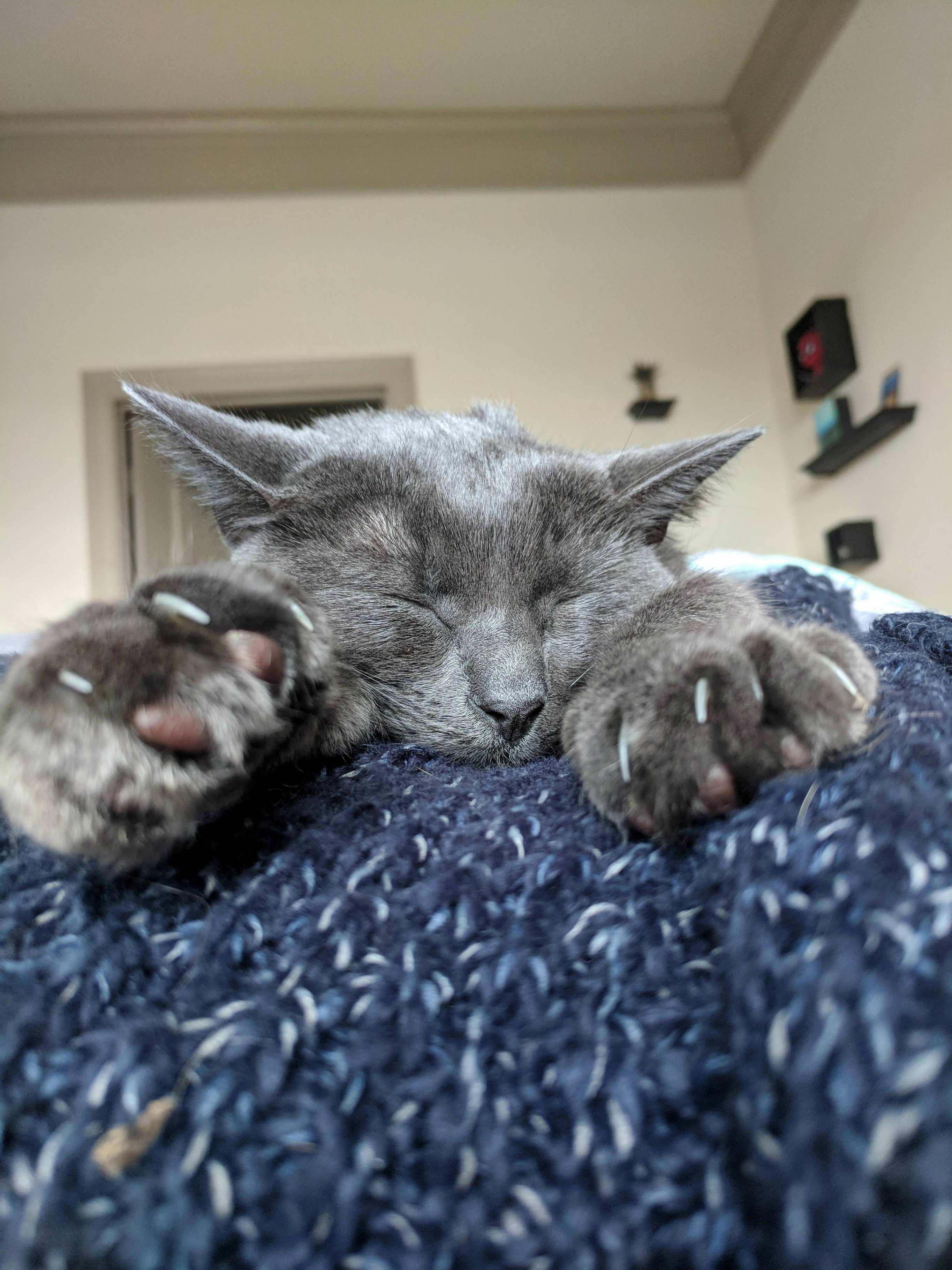 The Laziest Sunday