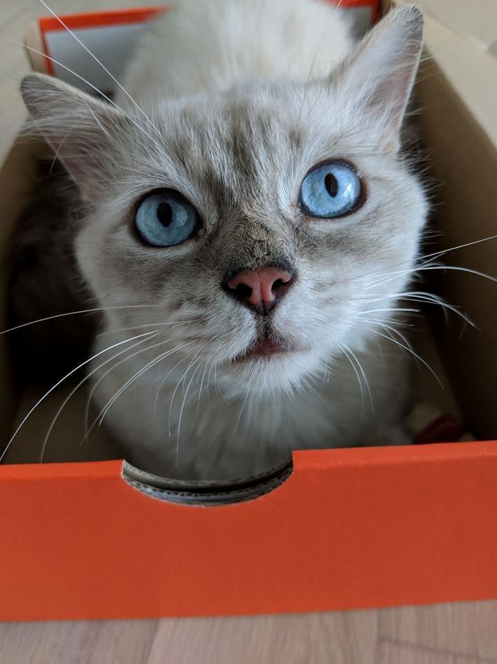 The Most Annoying Things Come in the Cutest Packages. How Do You Say No to This Face
