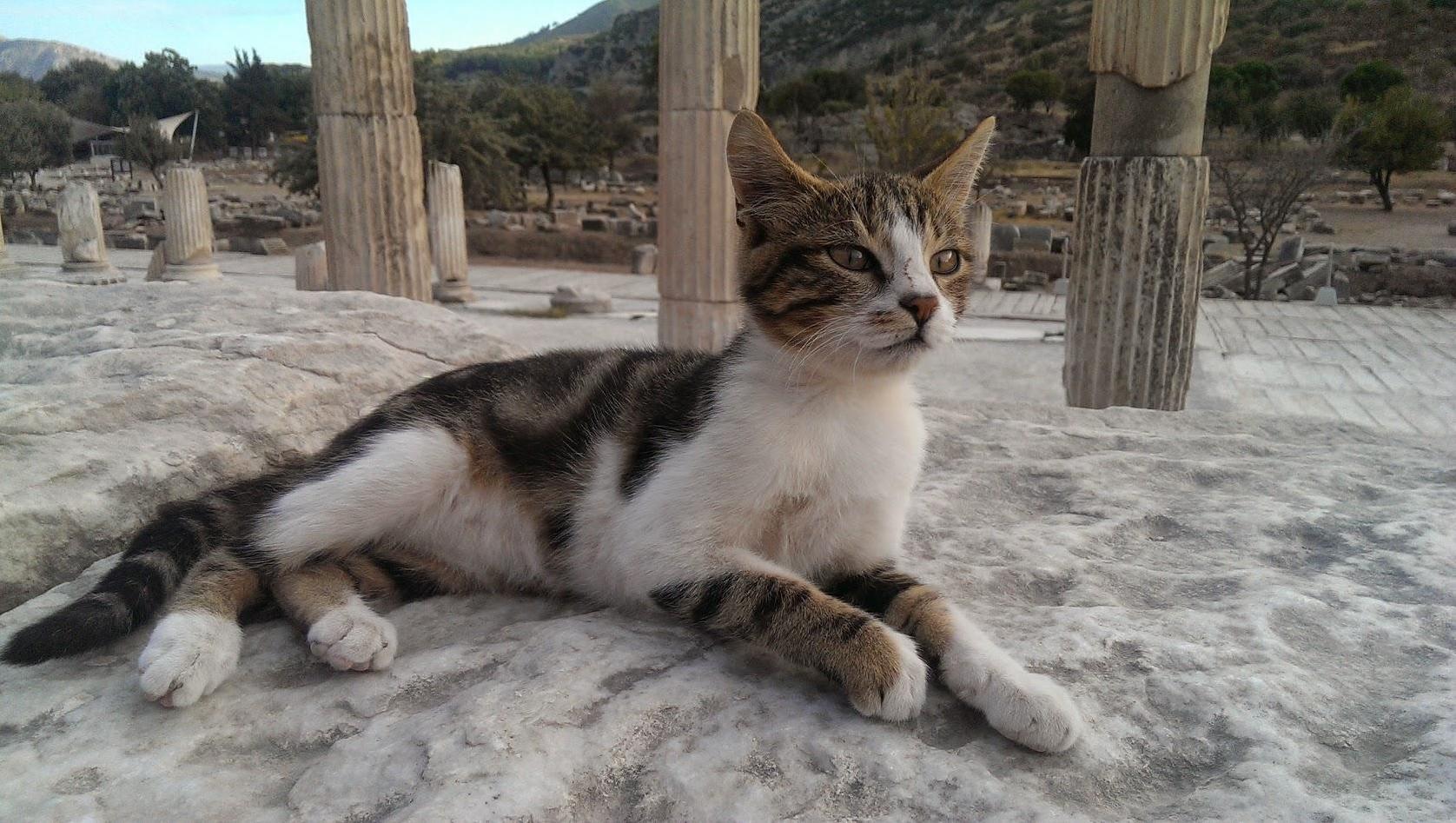 The Most Majestic Cat Ive Ever Caught on Camera