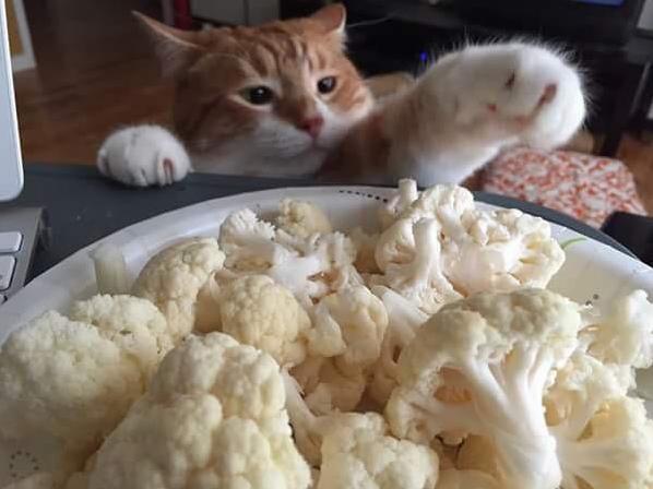The Nefarious Mr. Sugar Paws Caught Red-handed Trying to Steal Some Raw Cauliflower, Which Is Inexplicably One of His Favorite Foods to Nom.