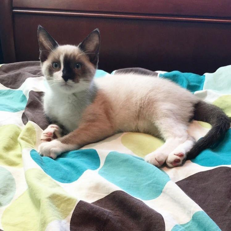 The Newest Member of the Family and My First Cat Ever, Please Welcome Sebastian!
