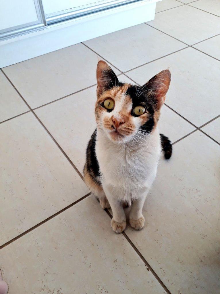 This Baby Girl Followed Me for a Couple Blocks All the Way to My Buildings Entrance. of Course I Had to Let Her In.