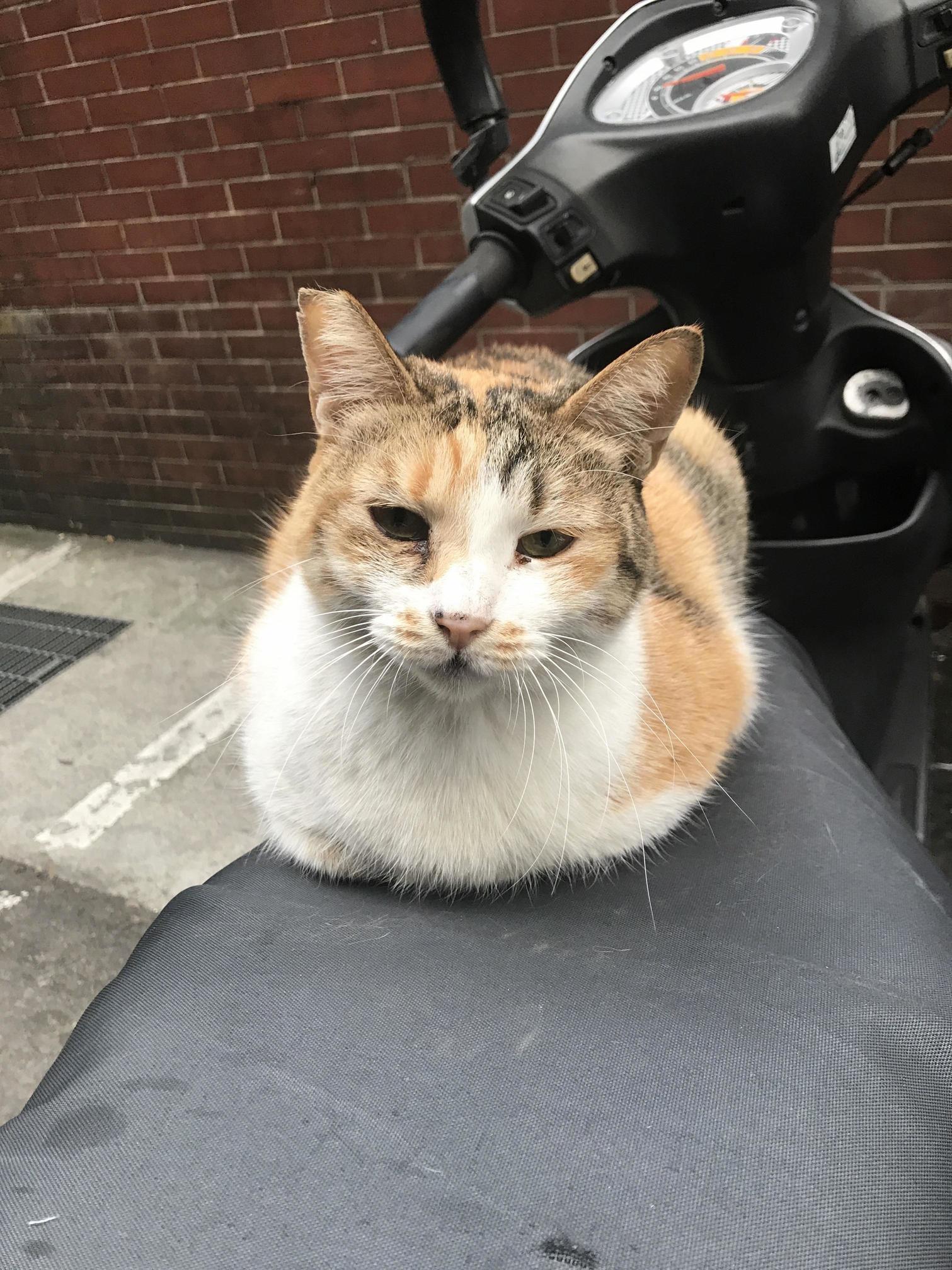 This Guy Is Always Hangin Out by the Supermarket.