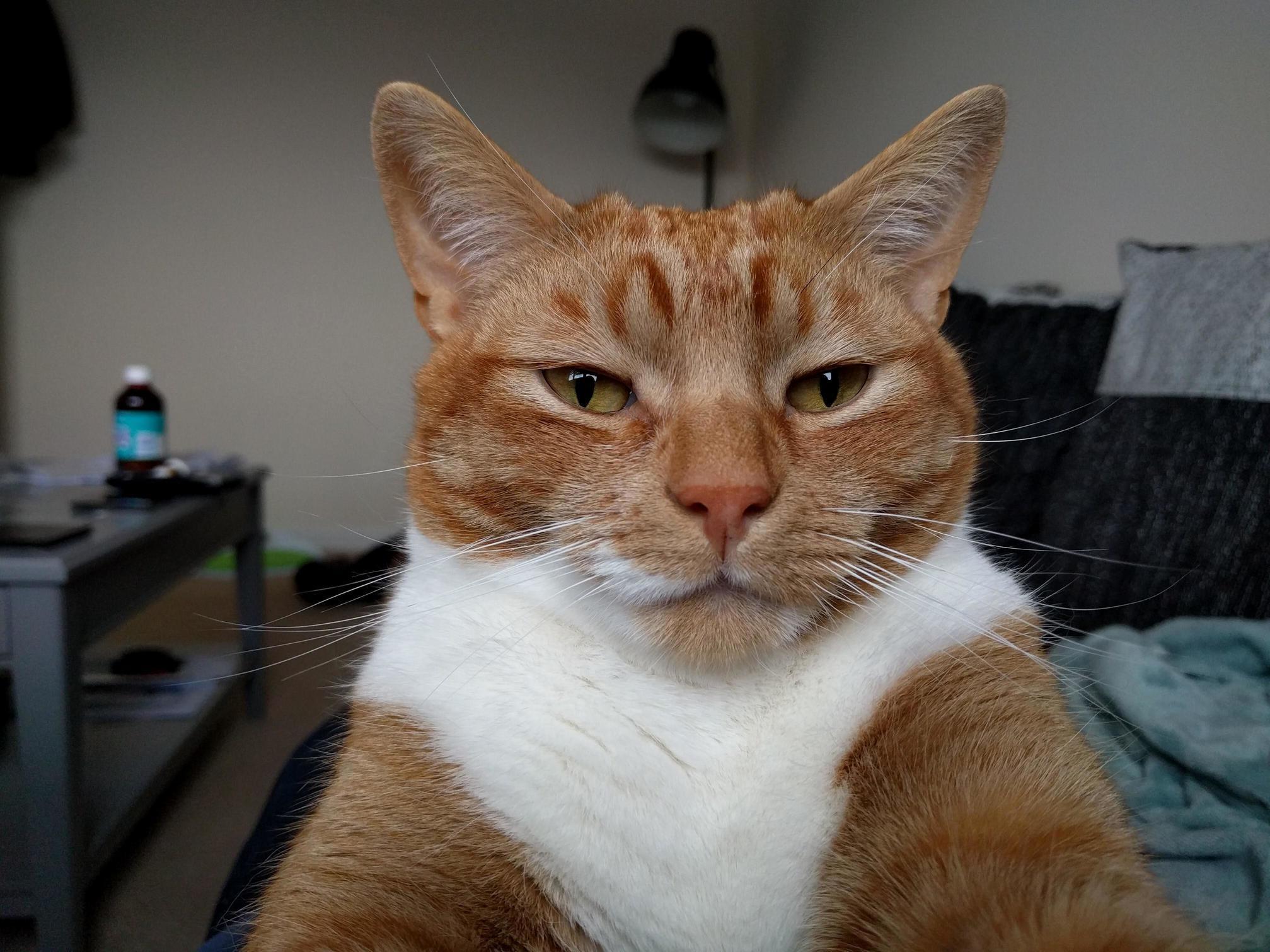 This Handsome Chap List His Fight Yesterday. I Miss Him Already. Just Wanted to Share Him with Everyone One More Time.