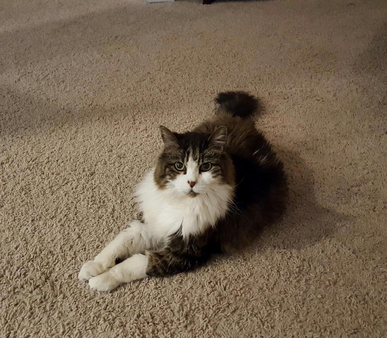 This Handsome Gentleman Is Finally Feeling Better