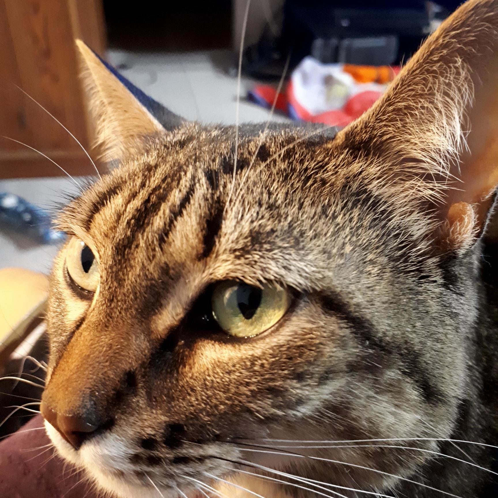 This Is Cersei. Im in Her Chair So She Is Sitting on My Lap. I Win.