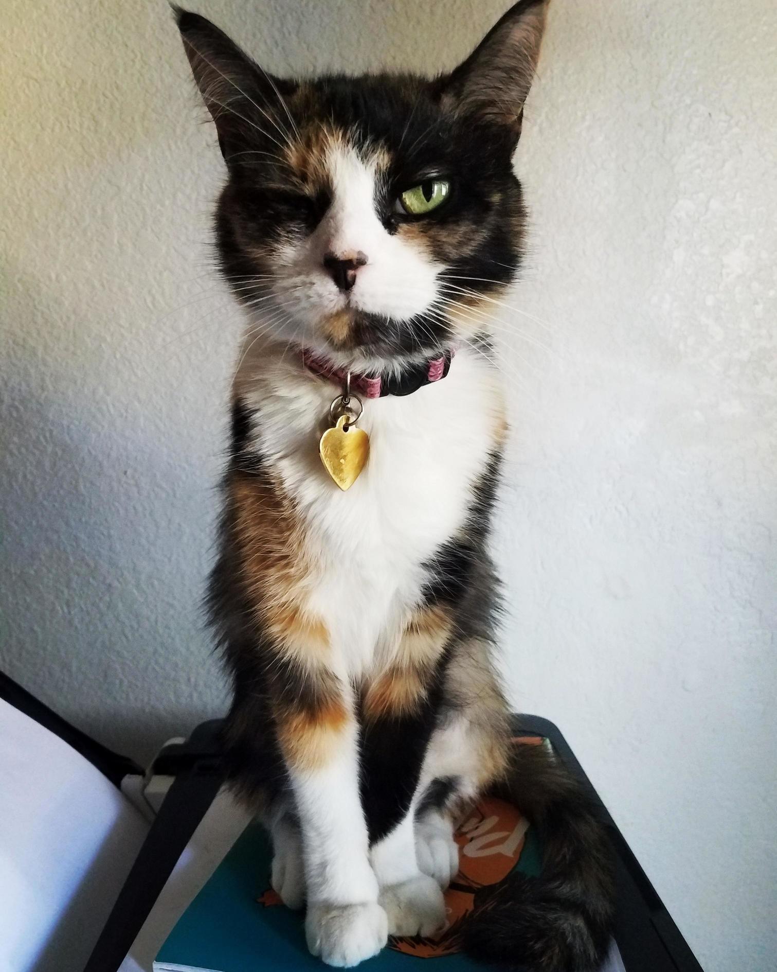 This Is Chi. Chi Just Likes to Be Shown Off and Called Beautiful. She Also Brings Us Dead and Half Dead Creatures When Anyone in the House Is Ill.