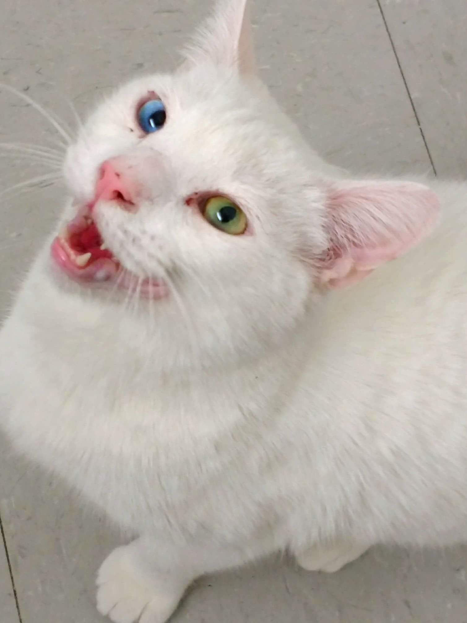 This Is Cuddles, He Has Heterochromia and Is Deaf.