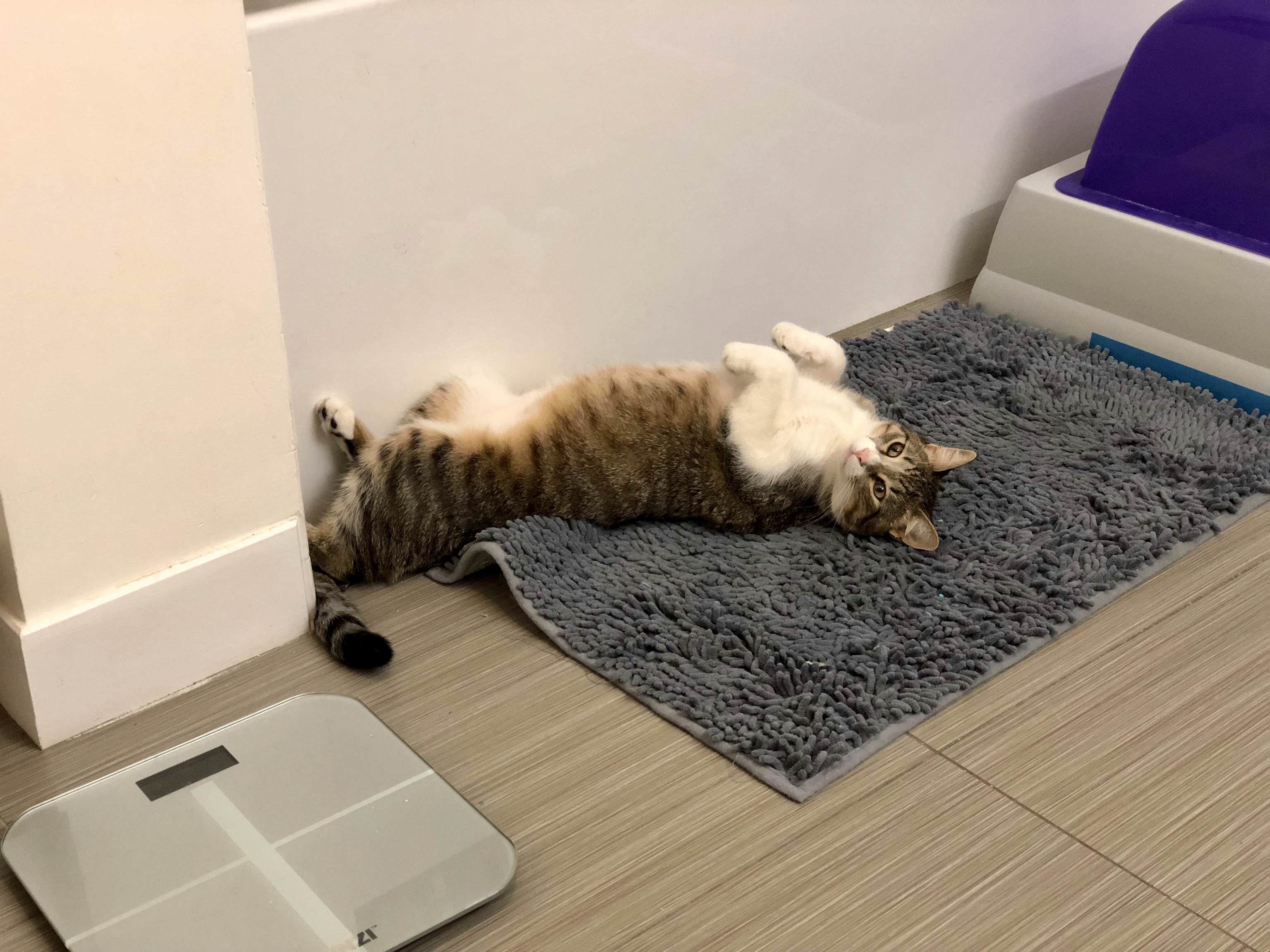 This Is Flops. He Temporarily Forgot How to Cat