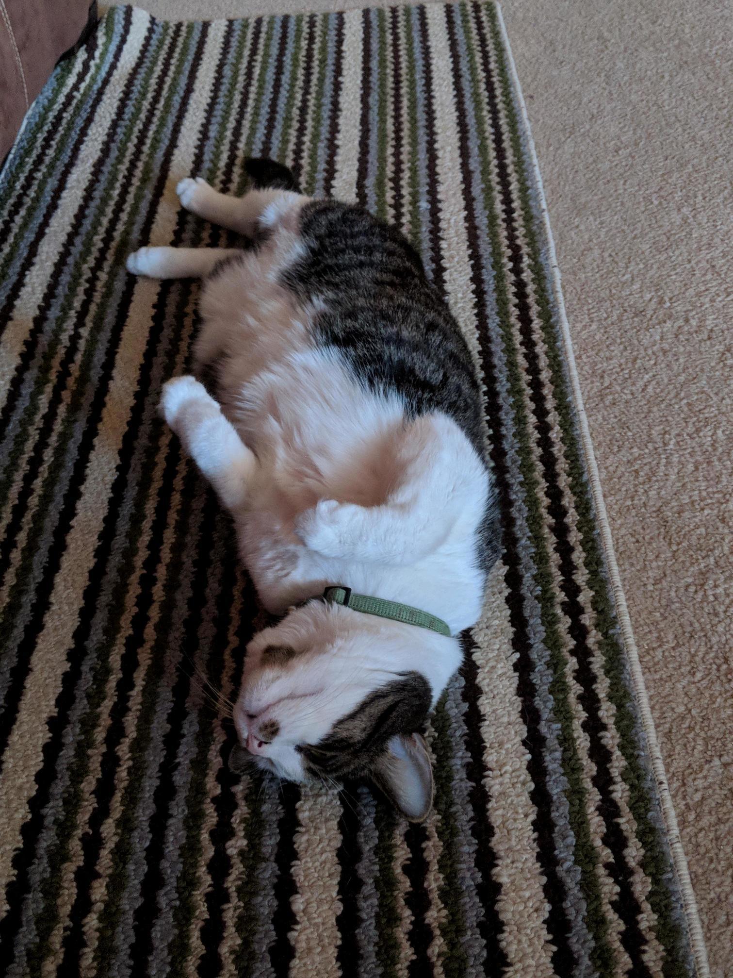 This Is How Mew Sleeps.