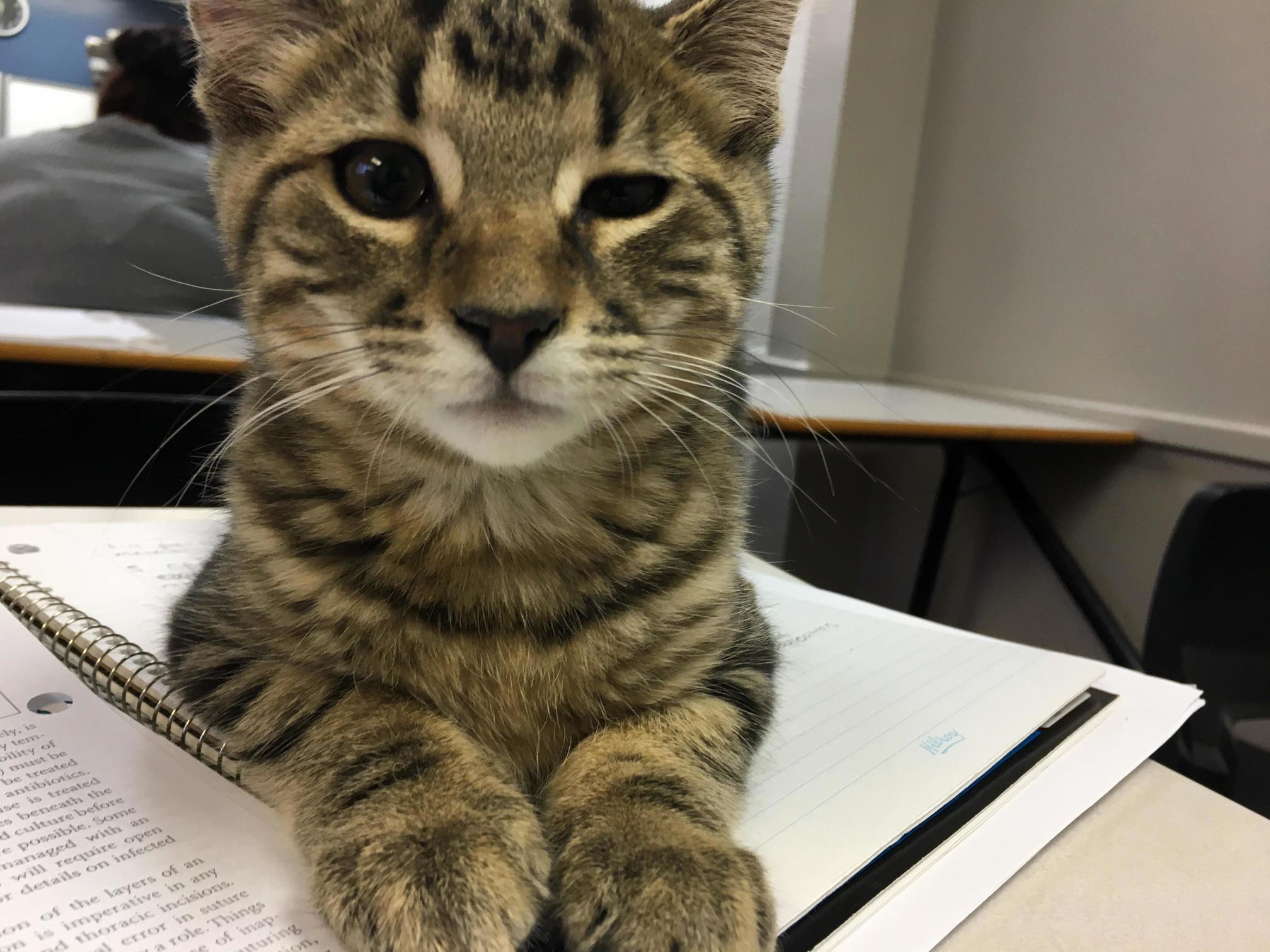 This Is Mitch! a Girl in My Class Is Fostering Him So He Comes to Class (Vet Assistant Course)