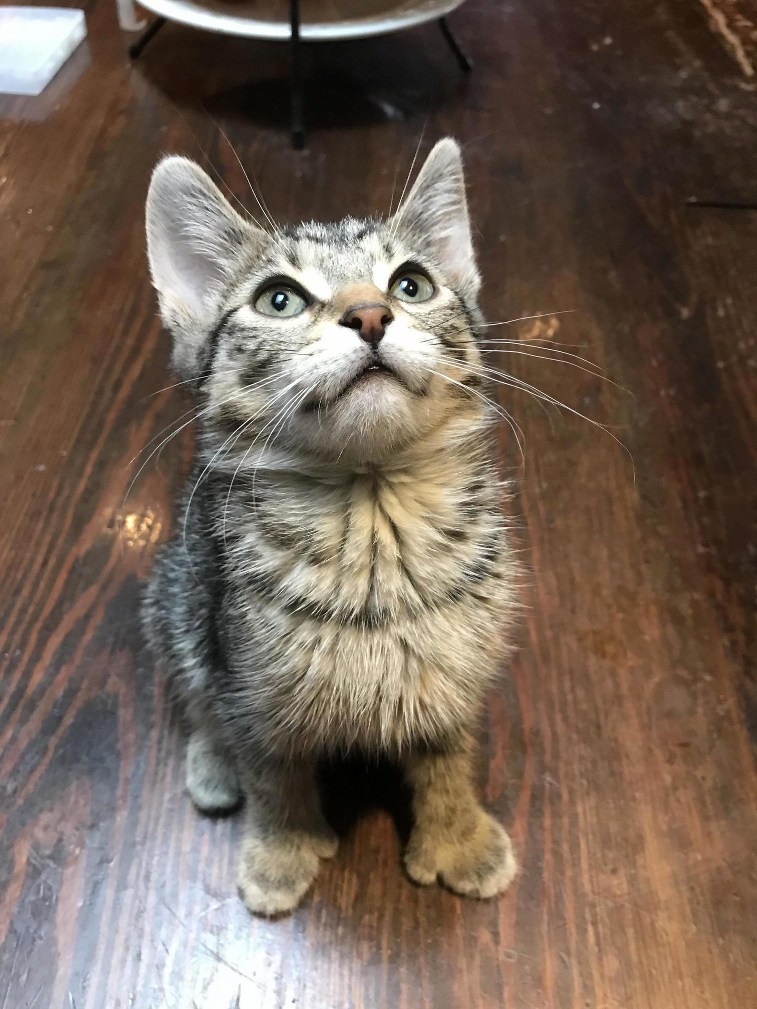 This Is My Kitty Ringo. Yes She Has an Extra Toe.