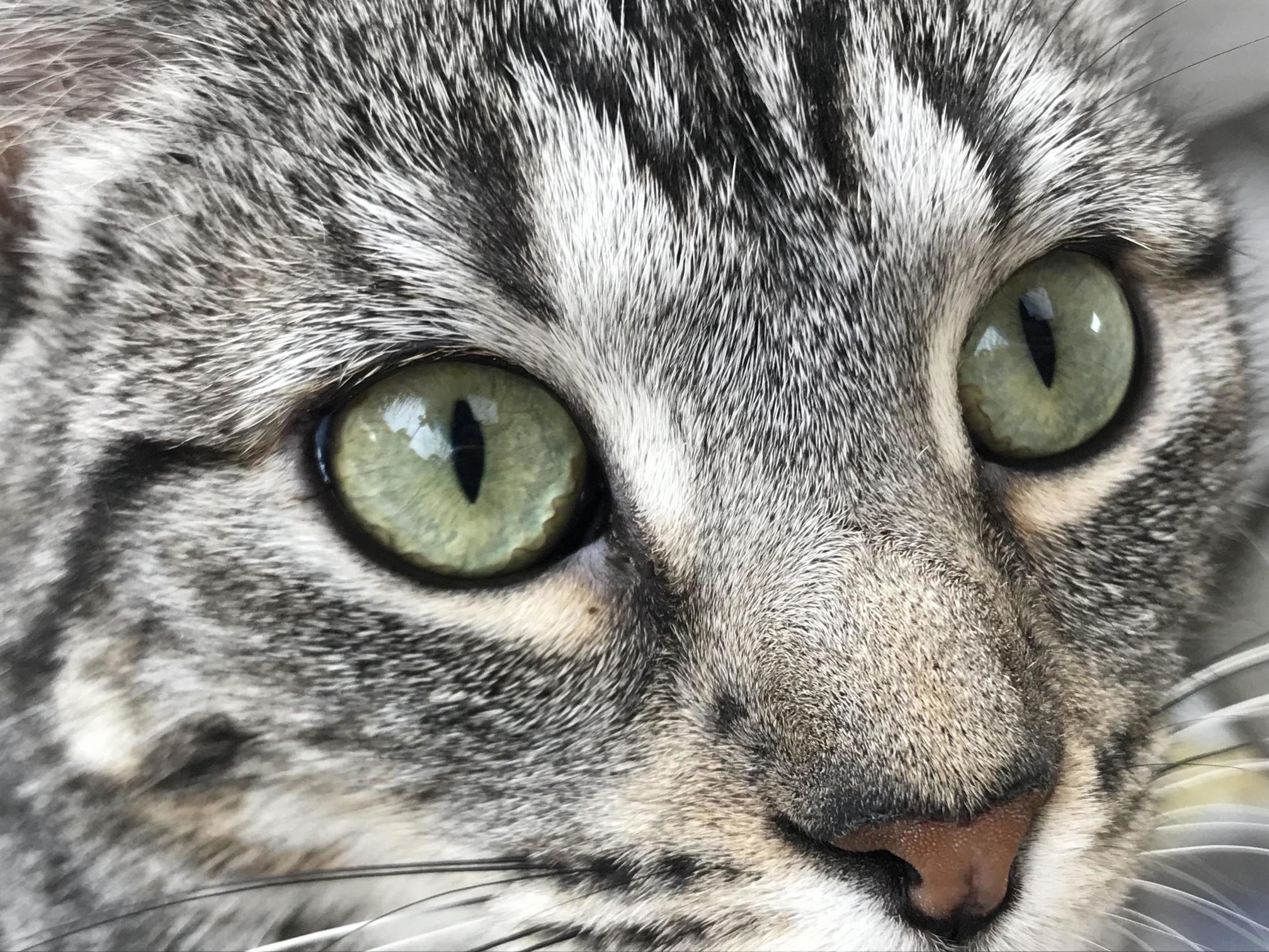 This Is Nut. She Has Two Extra Toes and Some Pretty Awesome Eyes. Just Felt Like Showing My Gal Off Today