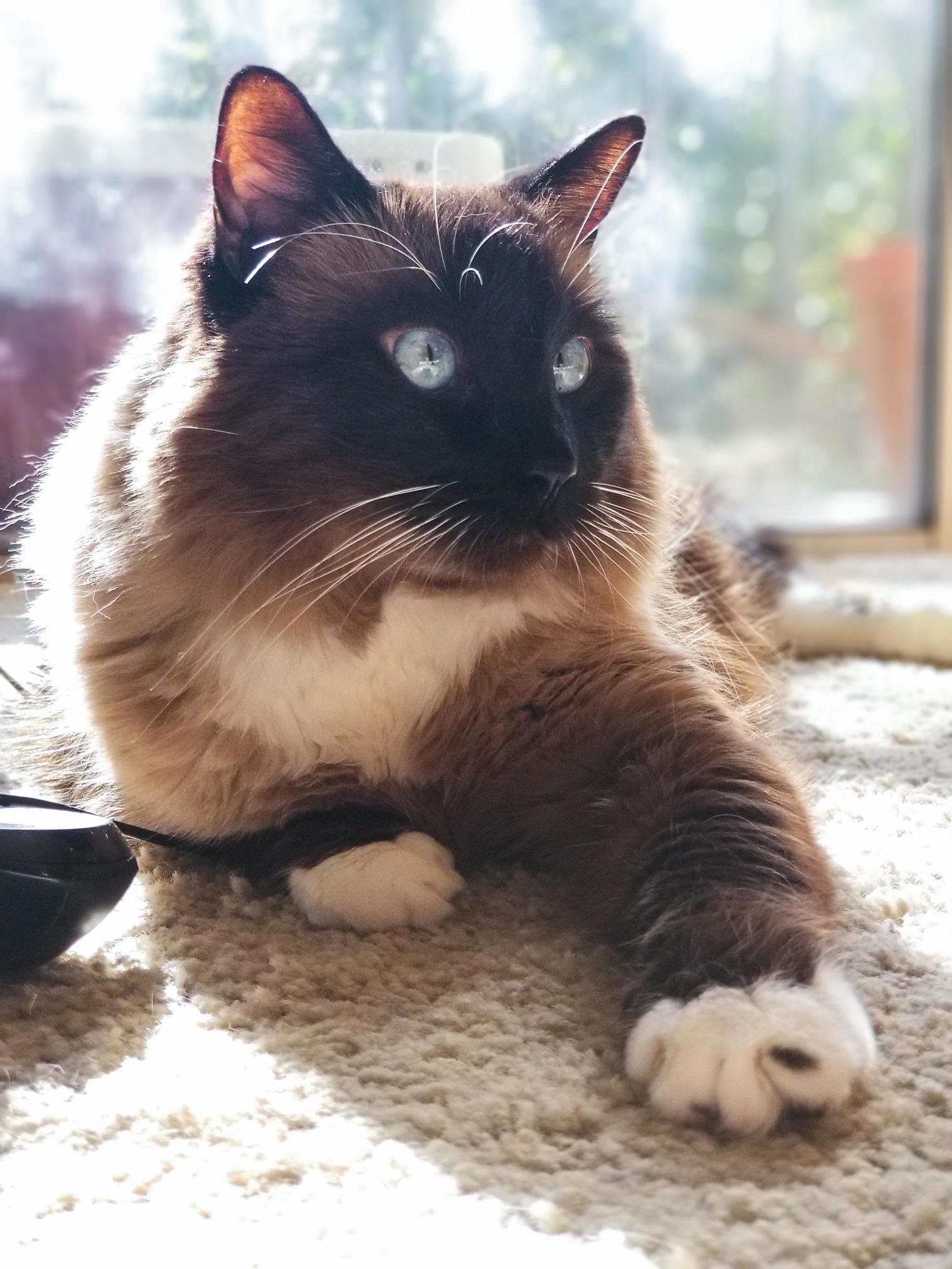 This Is Pippin, He Likes to Sunbathe.