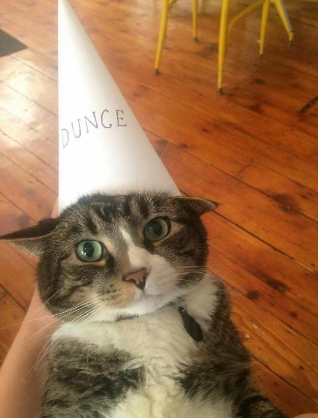 This Is Rambo. He Is a Sweet Angel and Also a Bit of a Dunce.