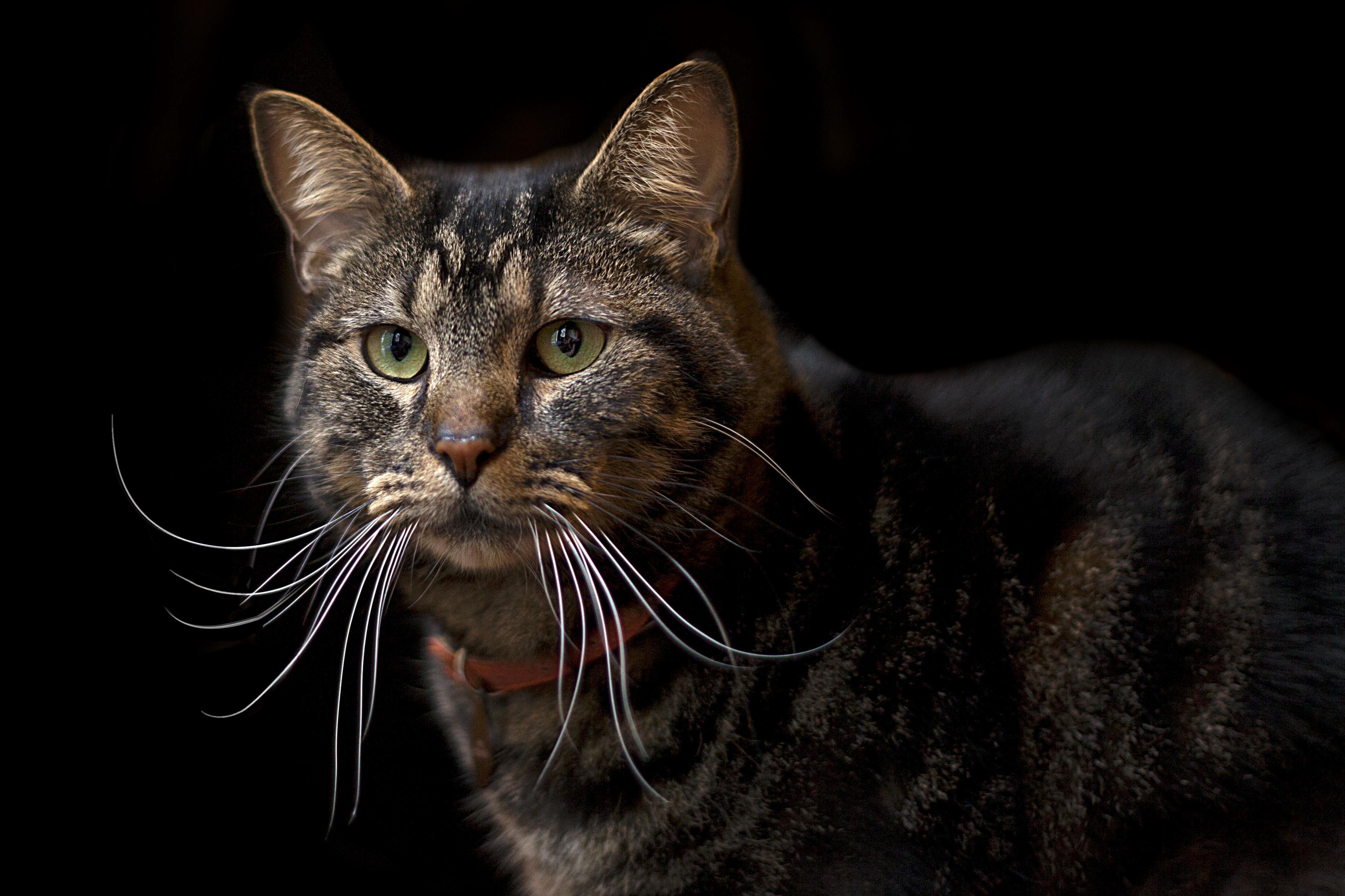 This Is Smee. He Falls Over Backwards Watching Bugs Fly Over His Head.
