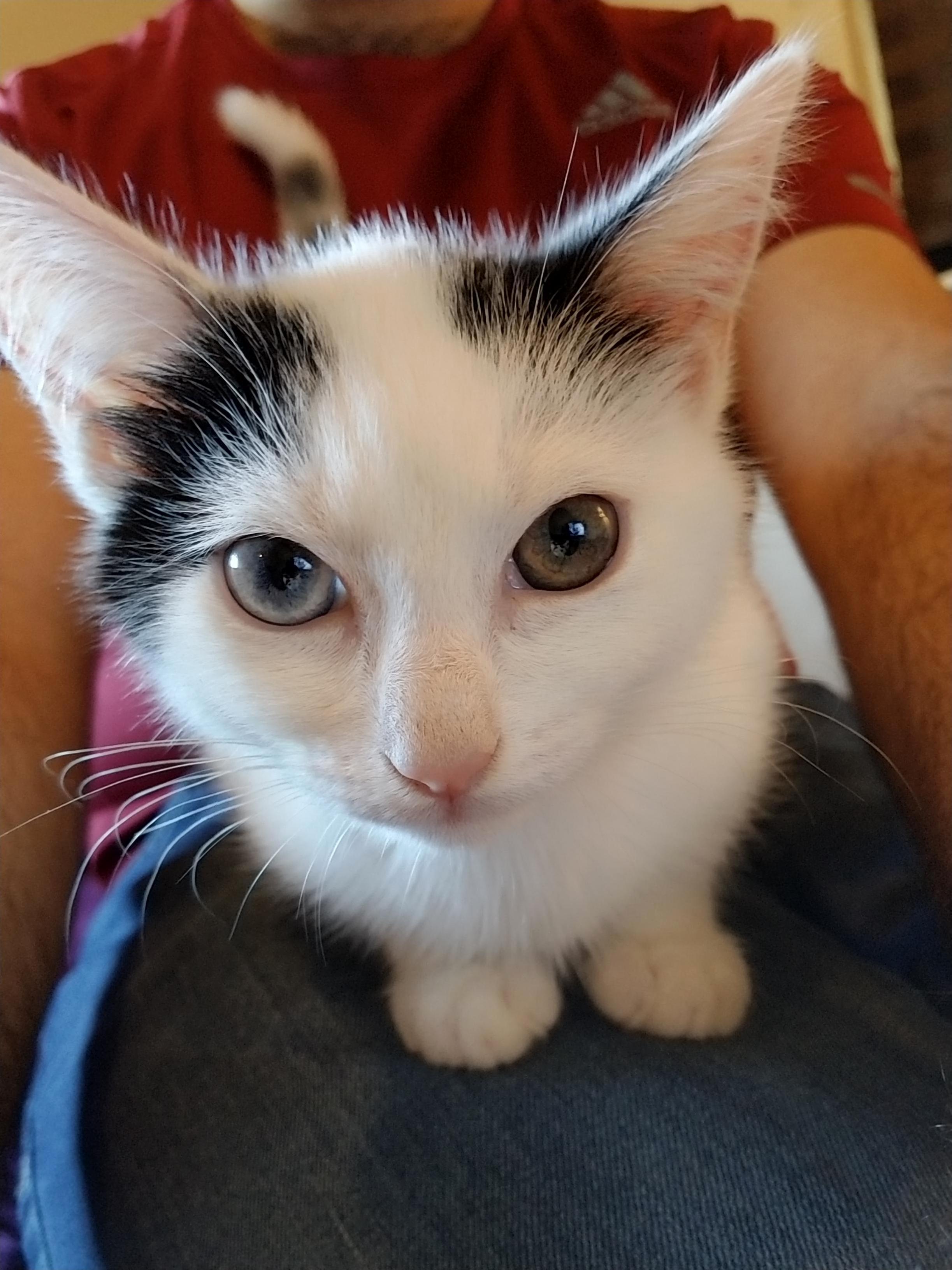 This Is Snap. Her Eyes Are Different Colors. This Means Shes Twice As Special to Me.