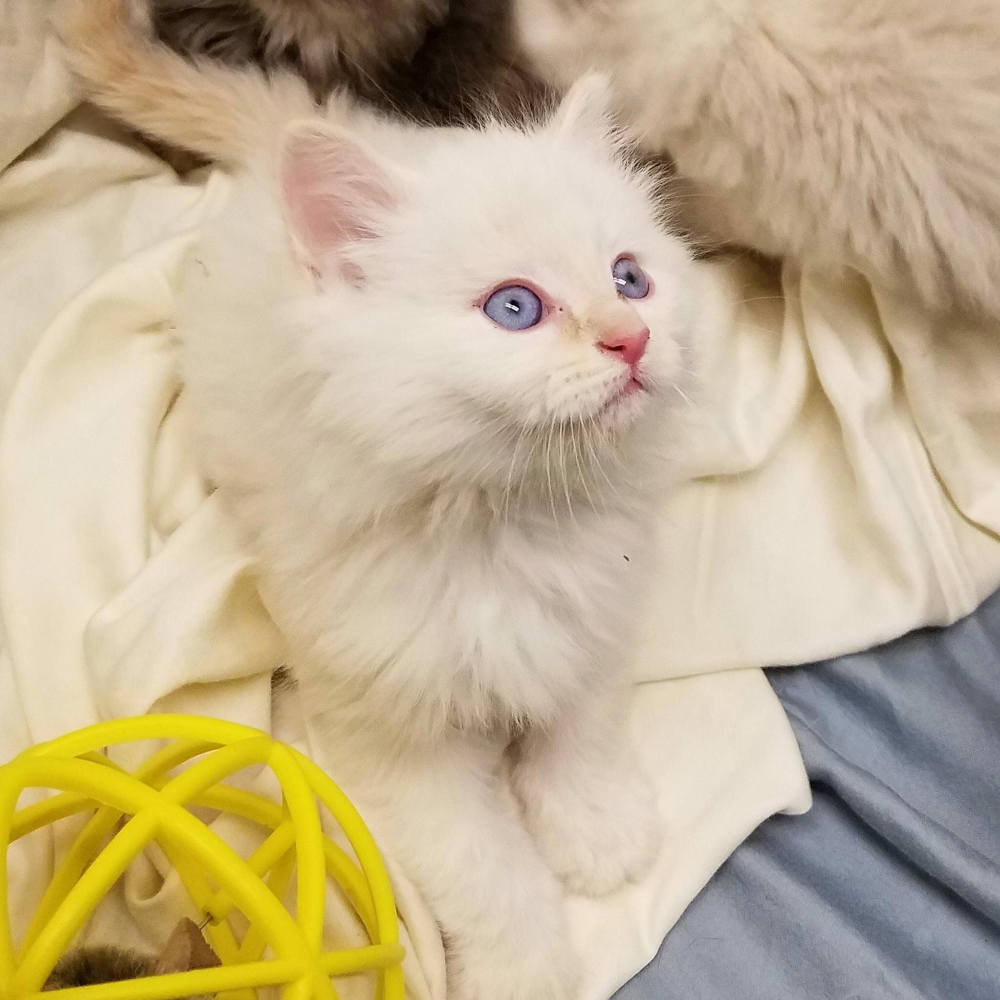 This Little Foster Baby Is Coming Home with Me on Thursday and I Am Giddy