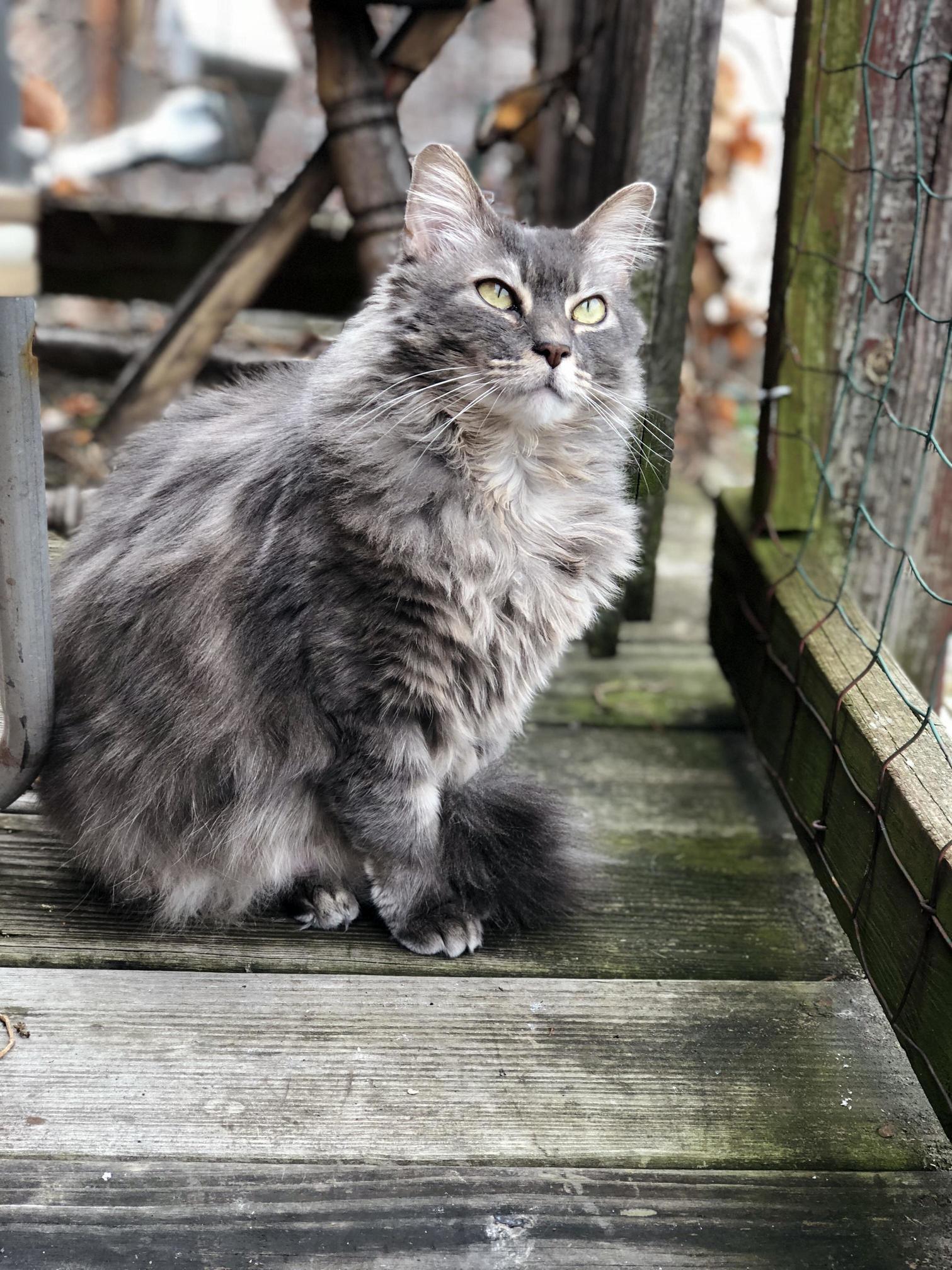 This Majestic Floof Is My Favourite Thing to Photograph.