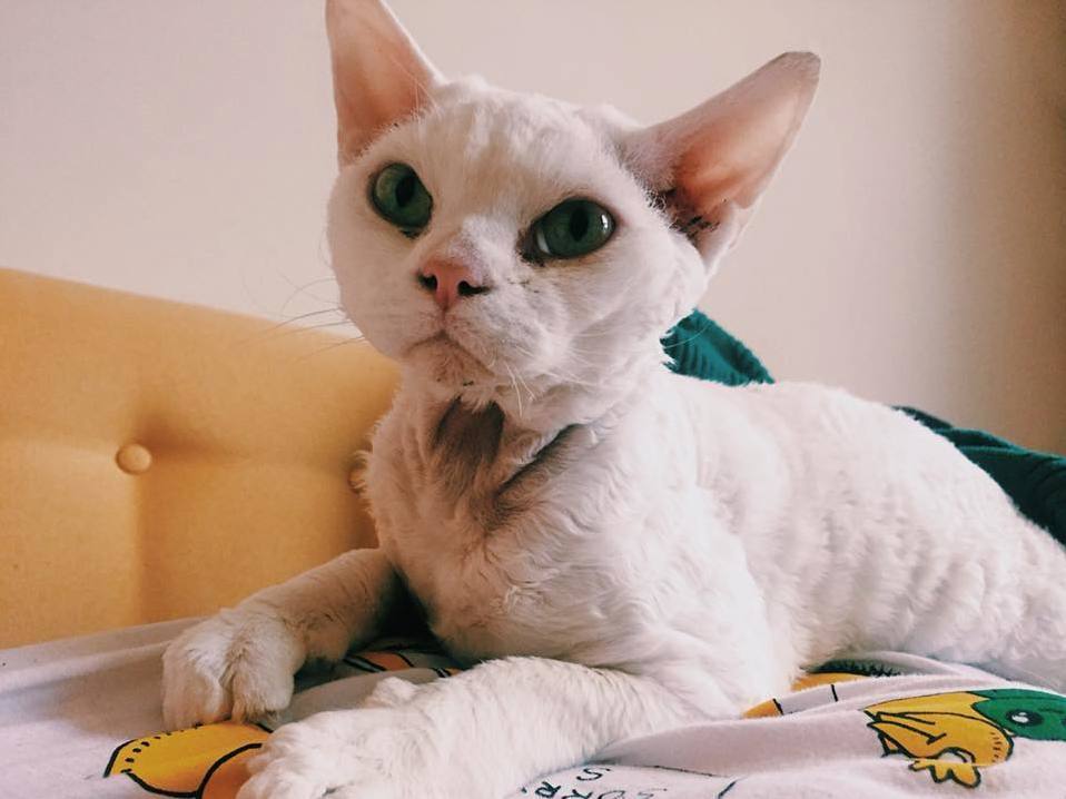 This White Pixie Came to Live with Me This Week.