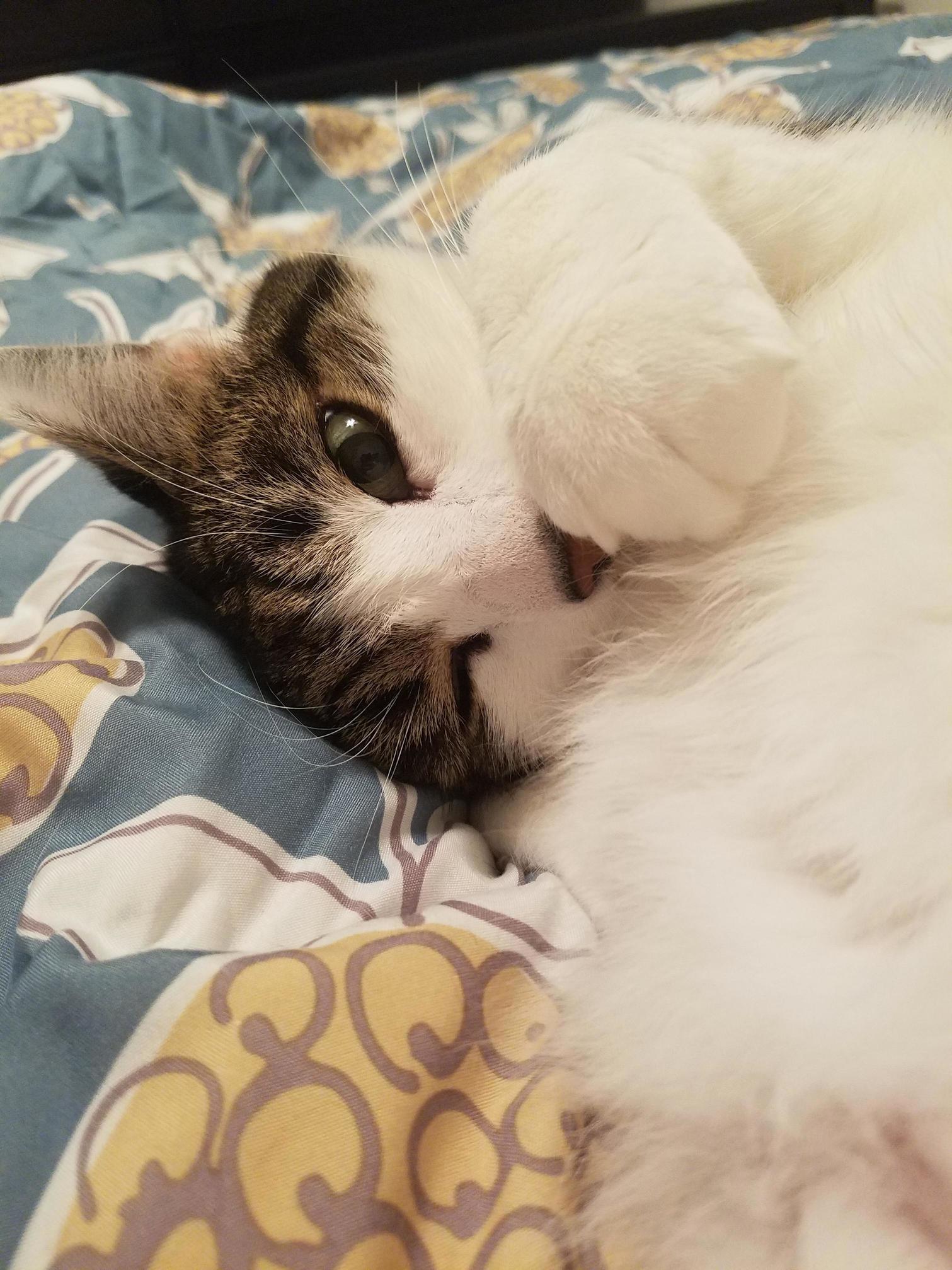 Today Is the One Year-averssary of Our Bug Coming Home!!