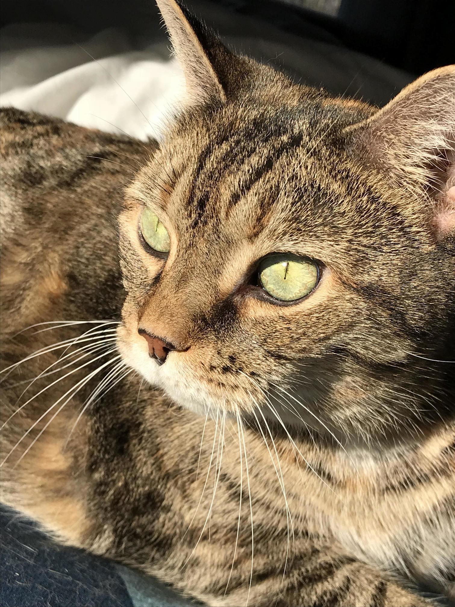 Toofie Has the Most Amazing Eyes.