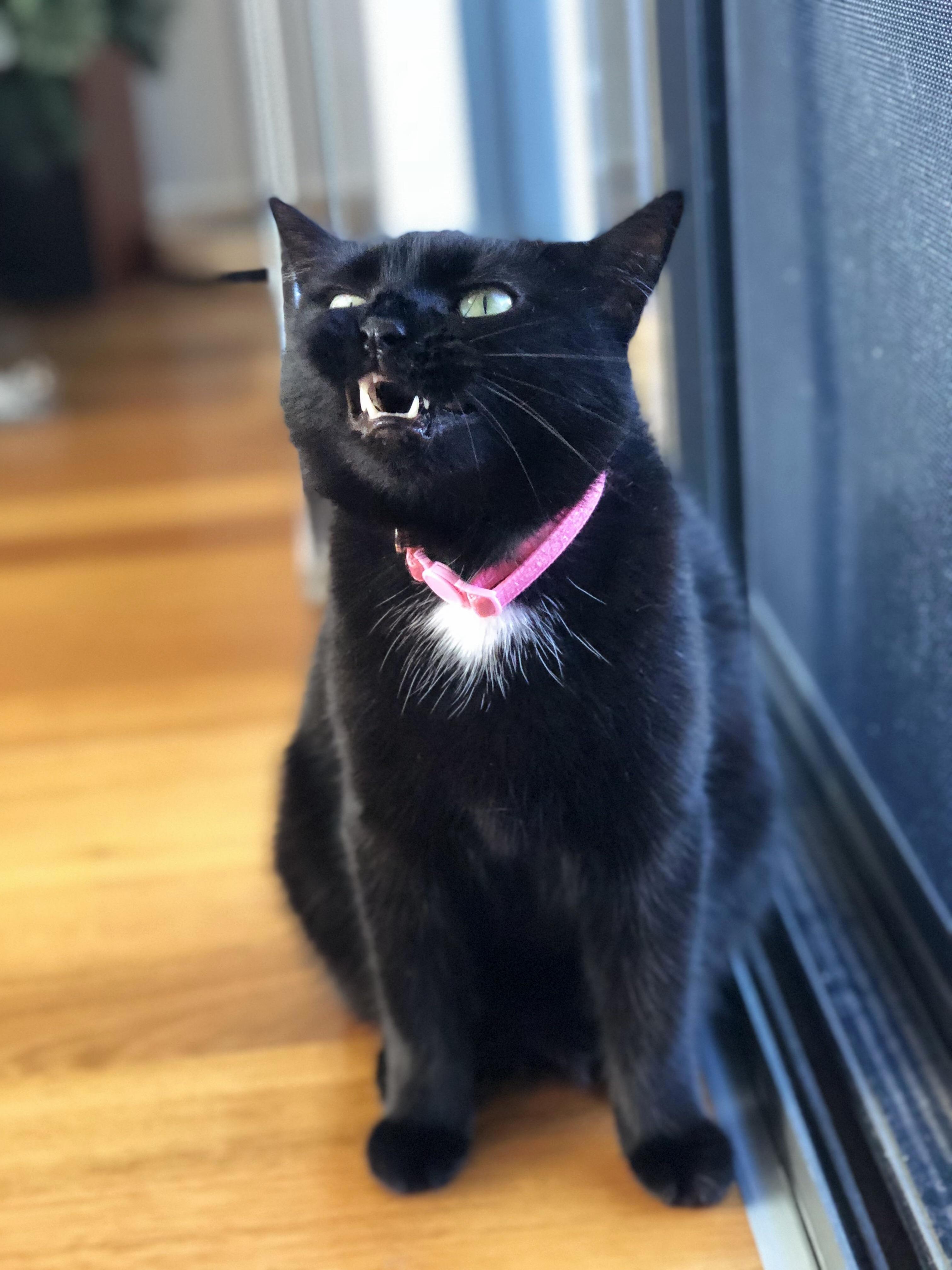 Tried to Get a Cute Photo of Molly, but Got This Instead.