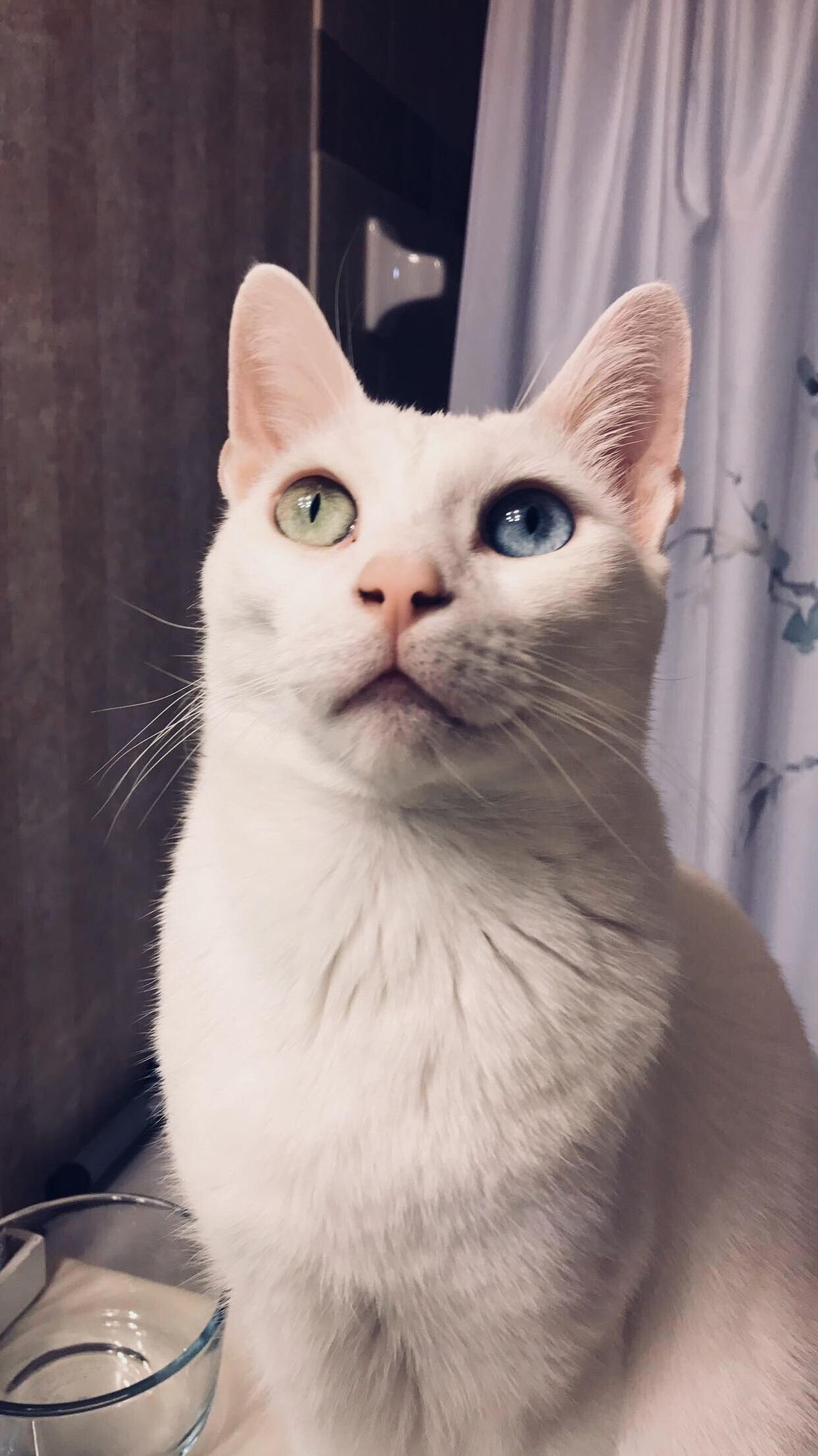 Tucker Has Heterochromia