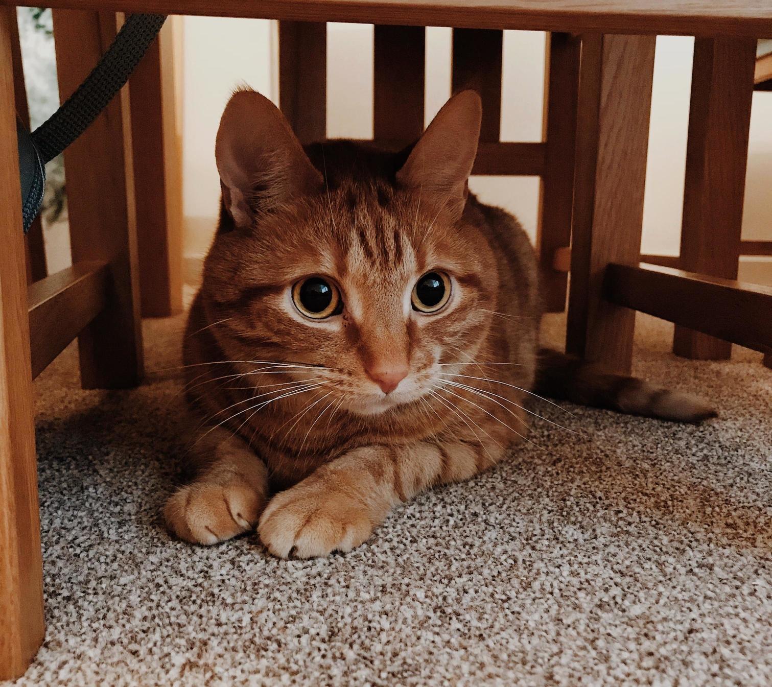 Watching a Shoelace Intently from His Hiding Spot Under the Table