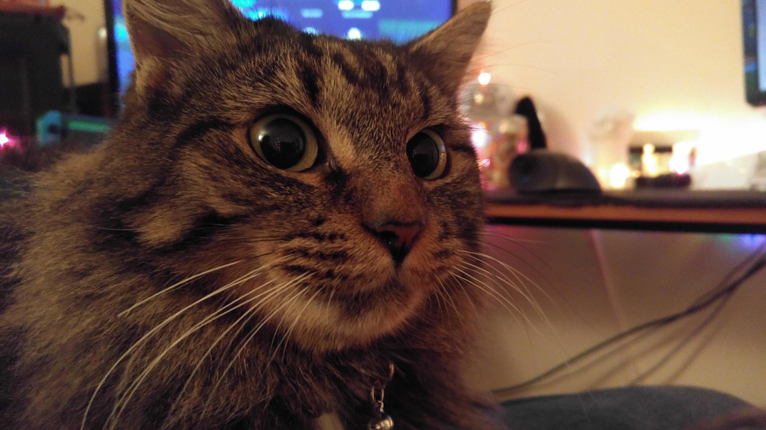 Watching the Christmas Tree Turn on