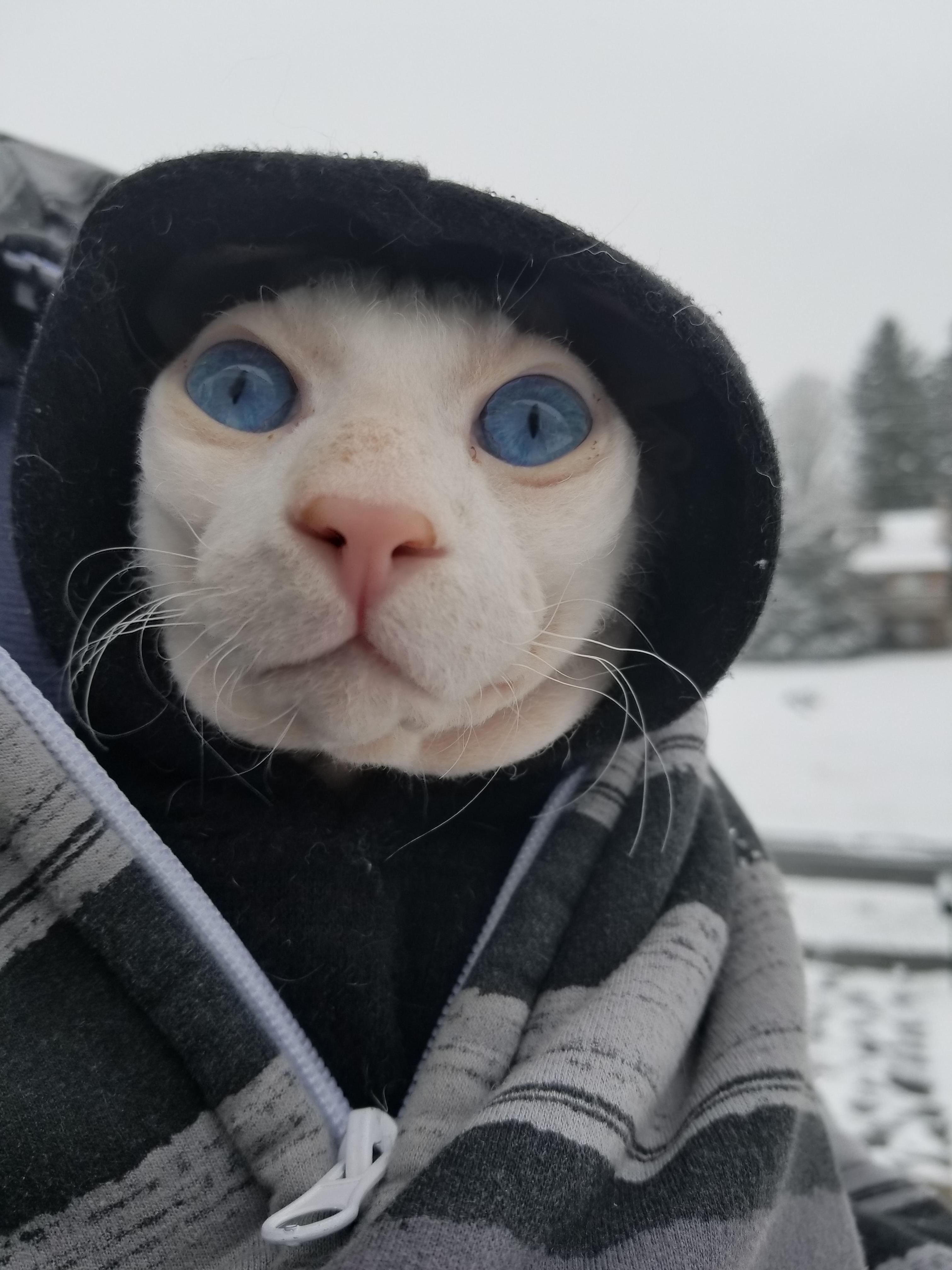 We Took Kato Out for His First Snow in His Little Hoodie. He Was Mesmerized!