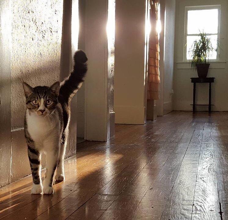 Well-lit Floof