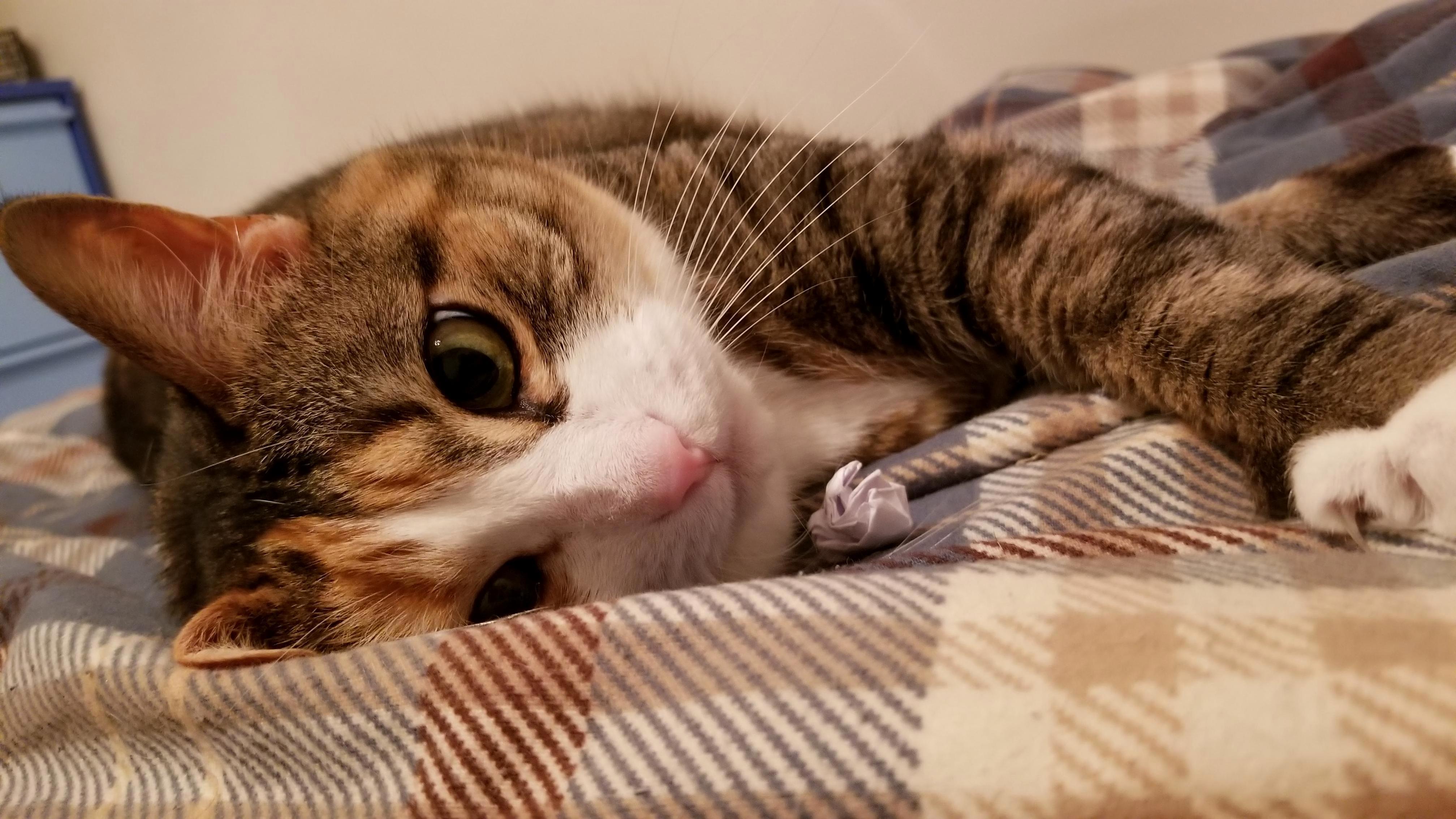 When the Nip Hits.