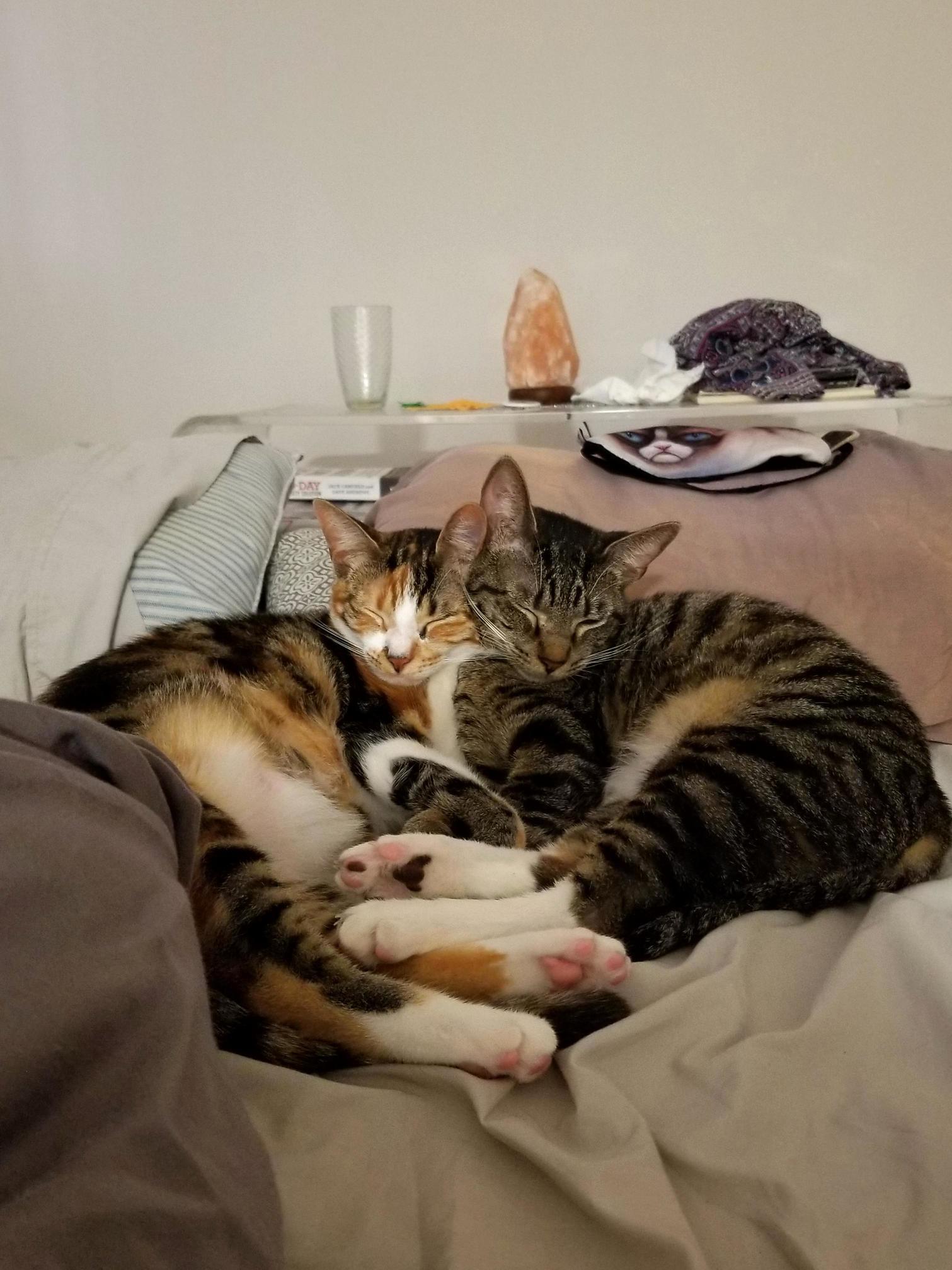 Windy and Myla. Adopted Them a While Back and I Love Them.