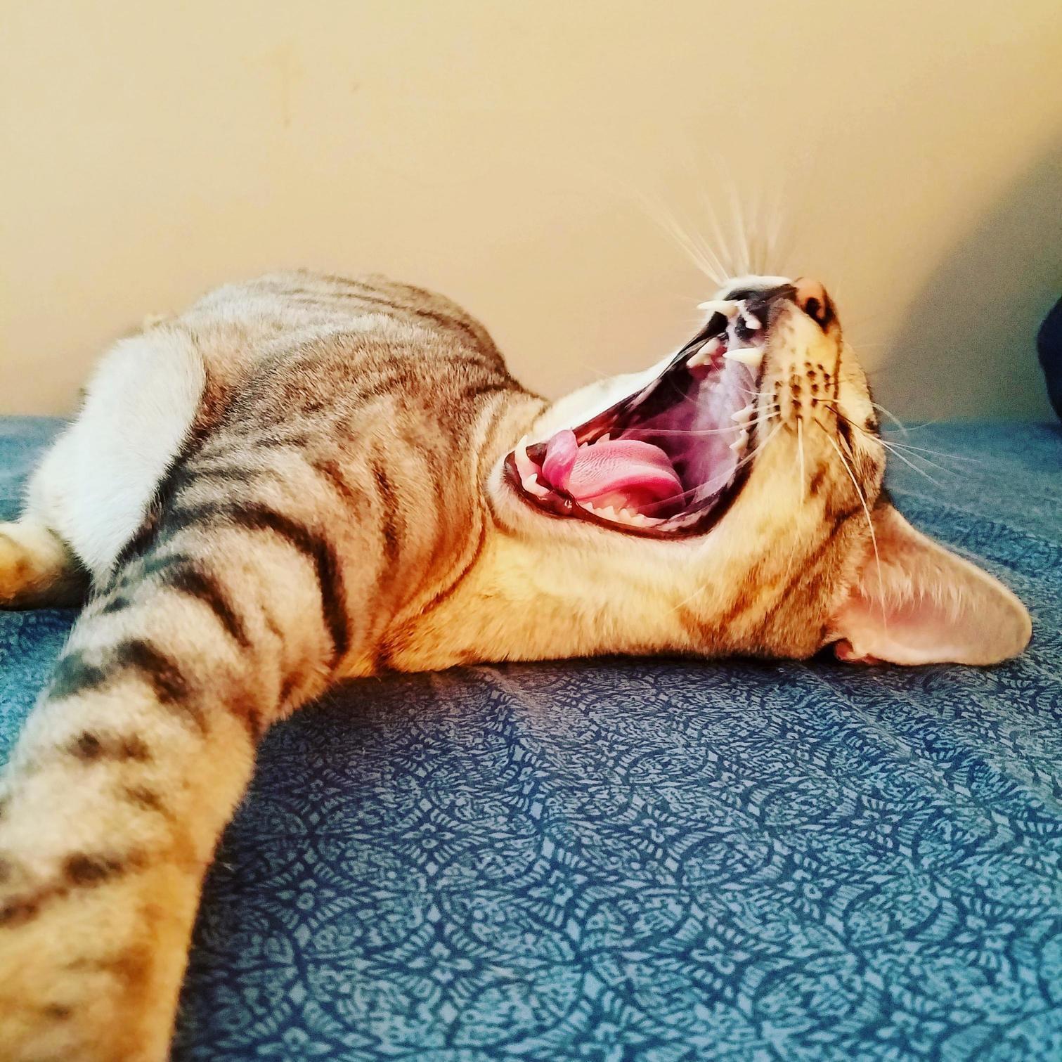 Yawn