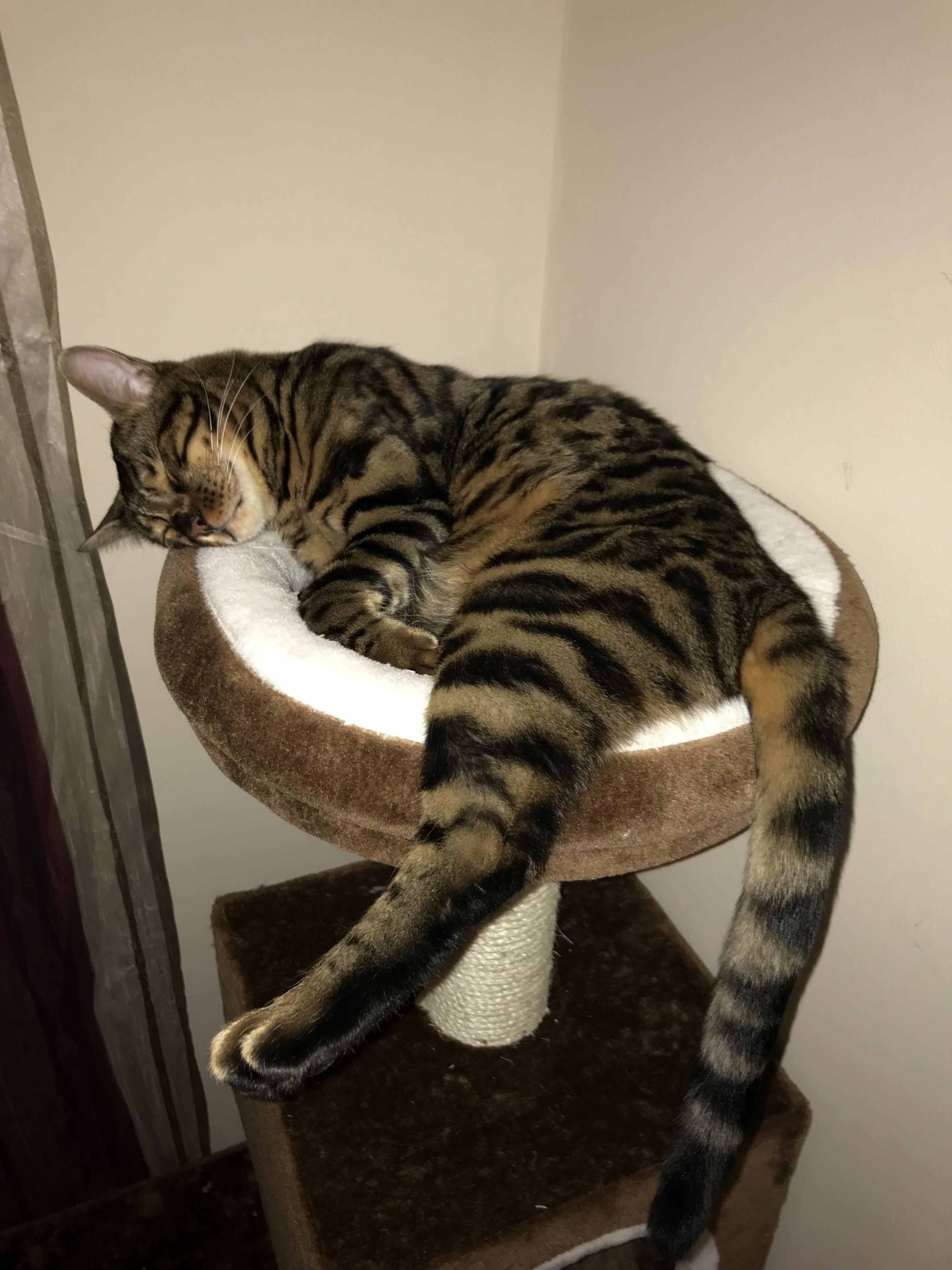 Yet Another Lookout Perch Outgrown