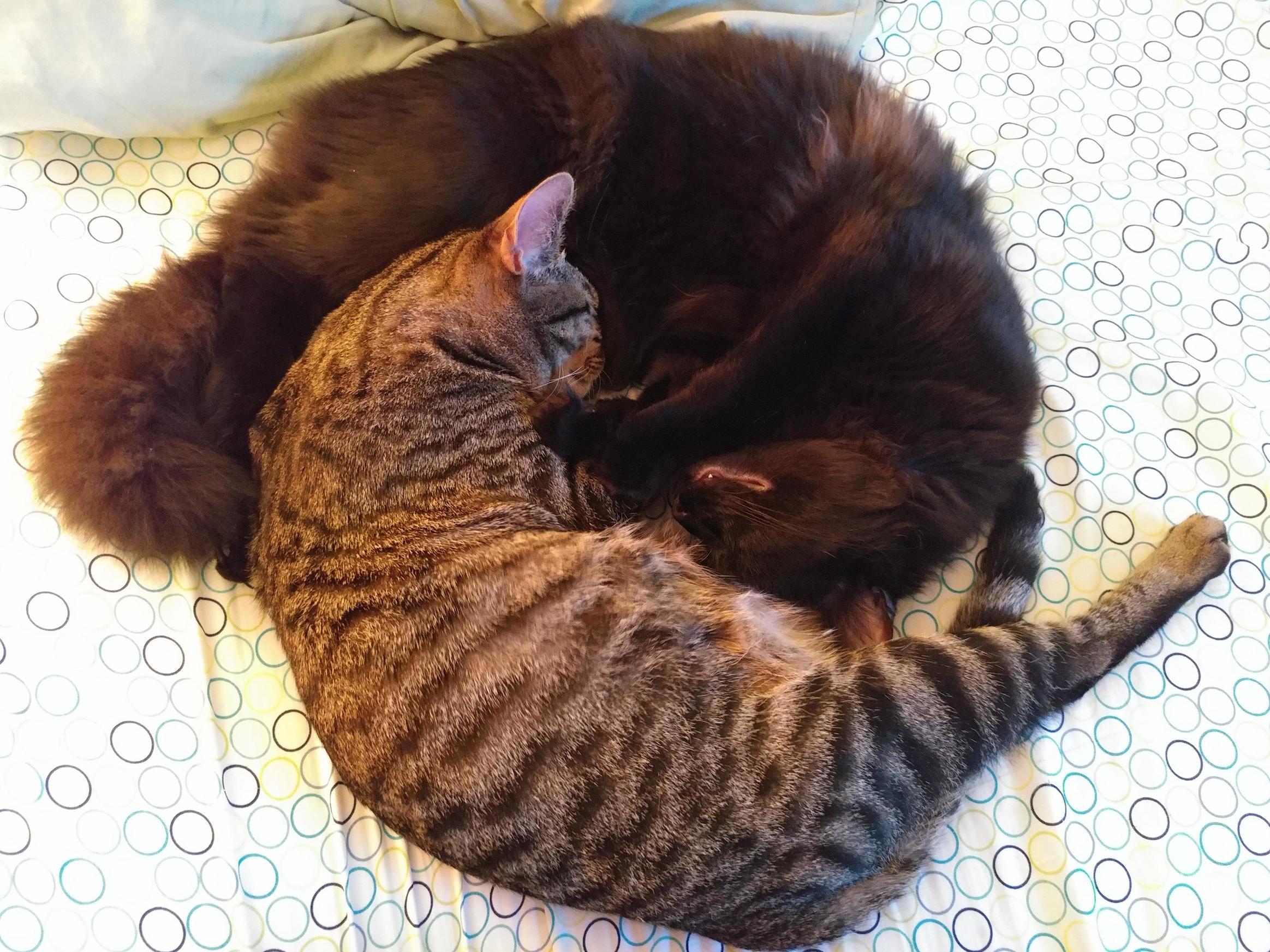 Yin and Yang