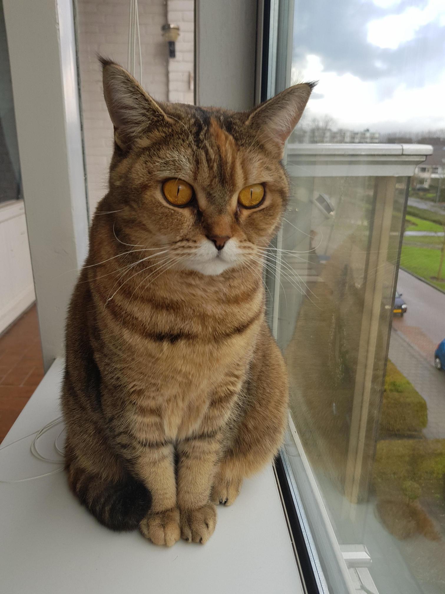 Zelda, Philosophizing About Birds and Ready to Share Her Wisdom