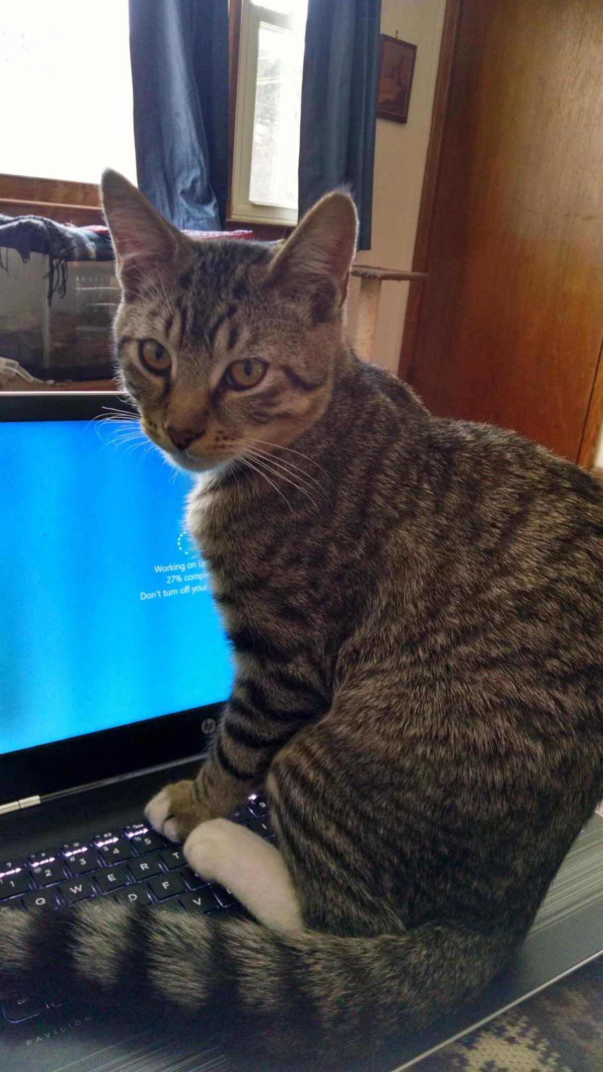Zeus Enjoys the Computer When I Cannot